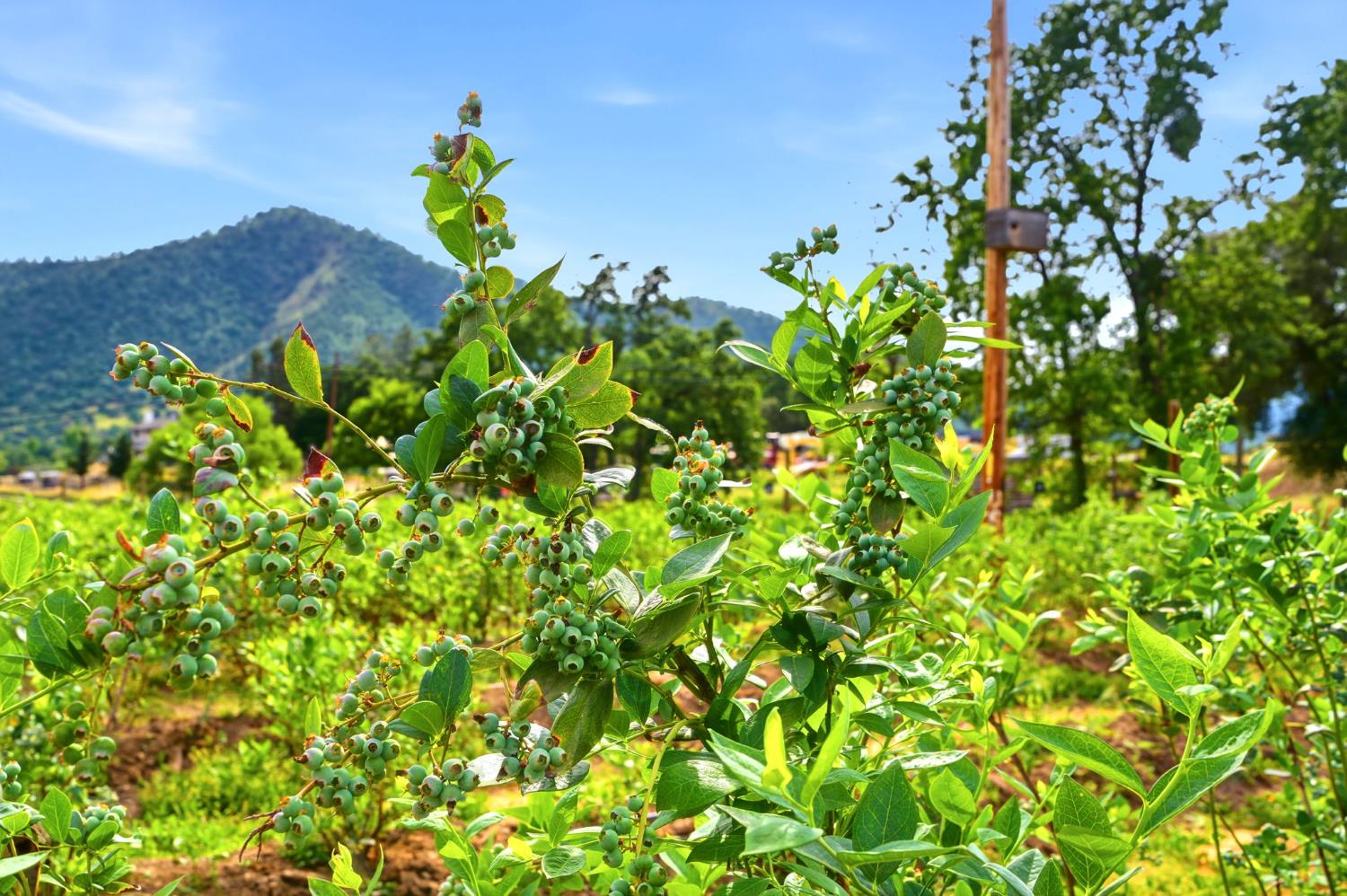 39348 Dunlap Rd, Yokuts Valley, CA 93675