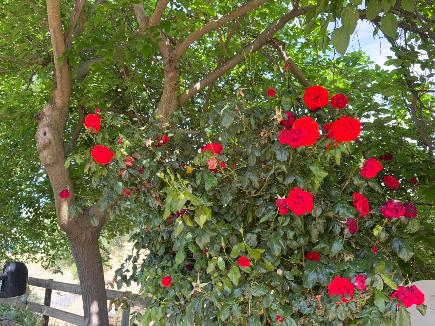 39569 Clover Ln, Yokuts Valley, CA 93675