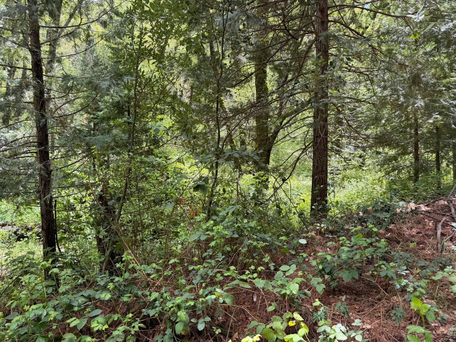 39 Anderson Valley Rd, Coulterville, CA 95311