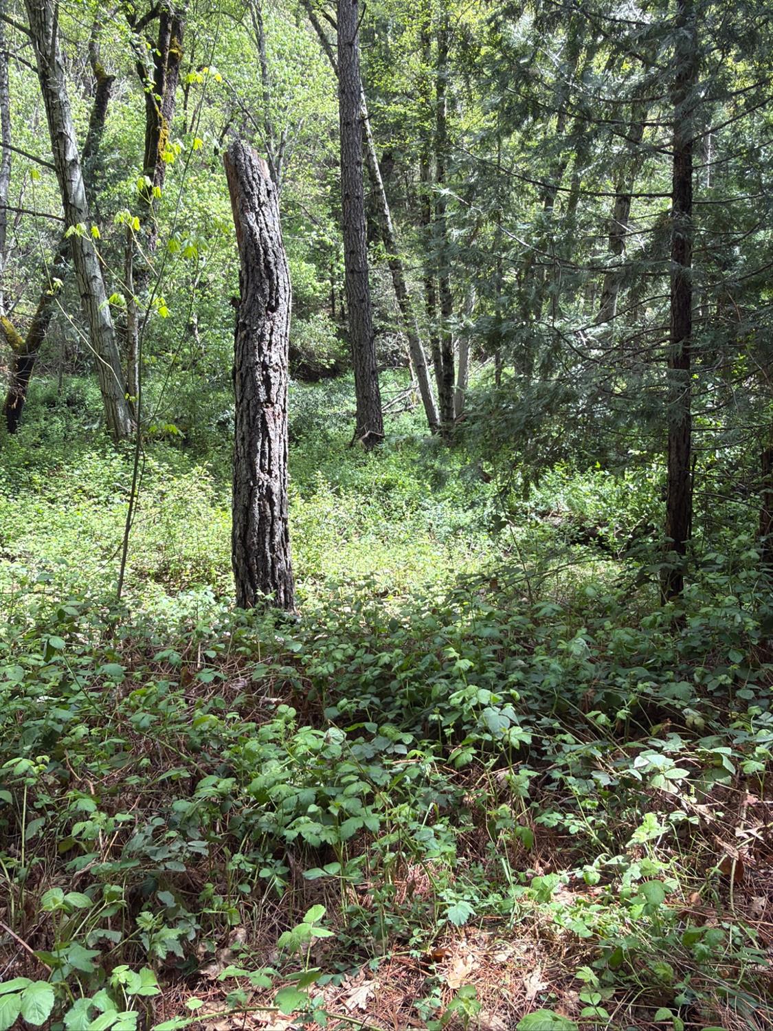 39 Anderson Valley Rd, Coulterville, CA 95311