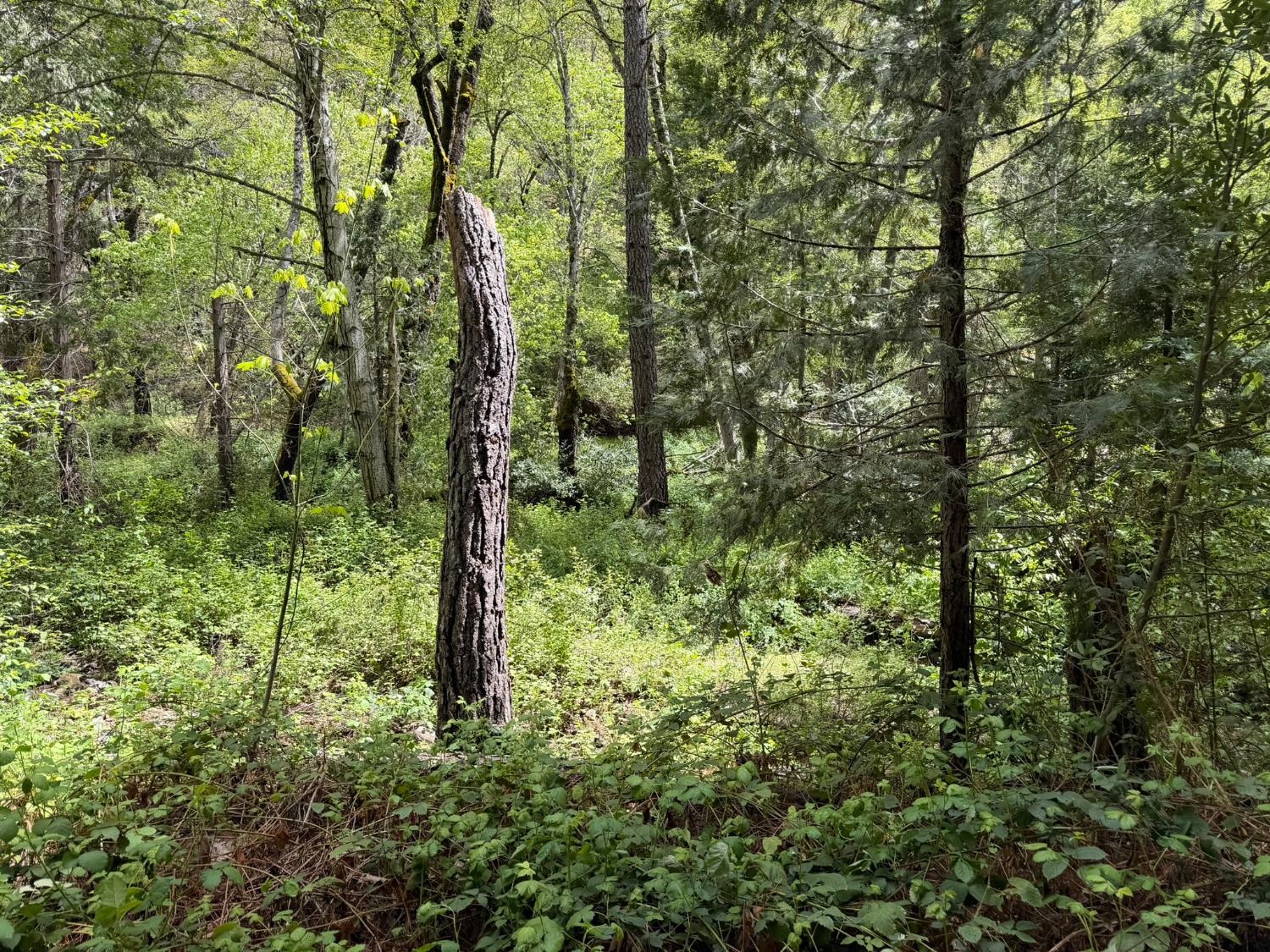 39 Anderson Valley Rd, Coulterville, CA 95311