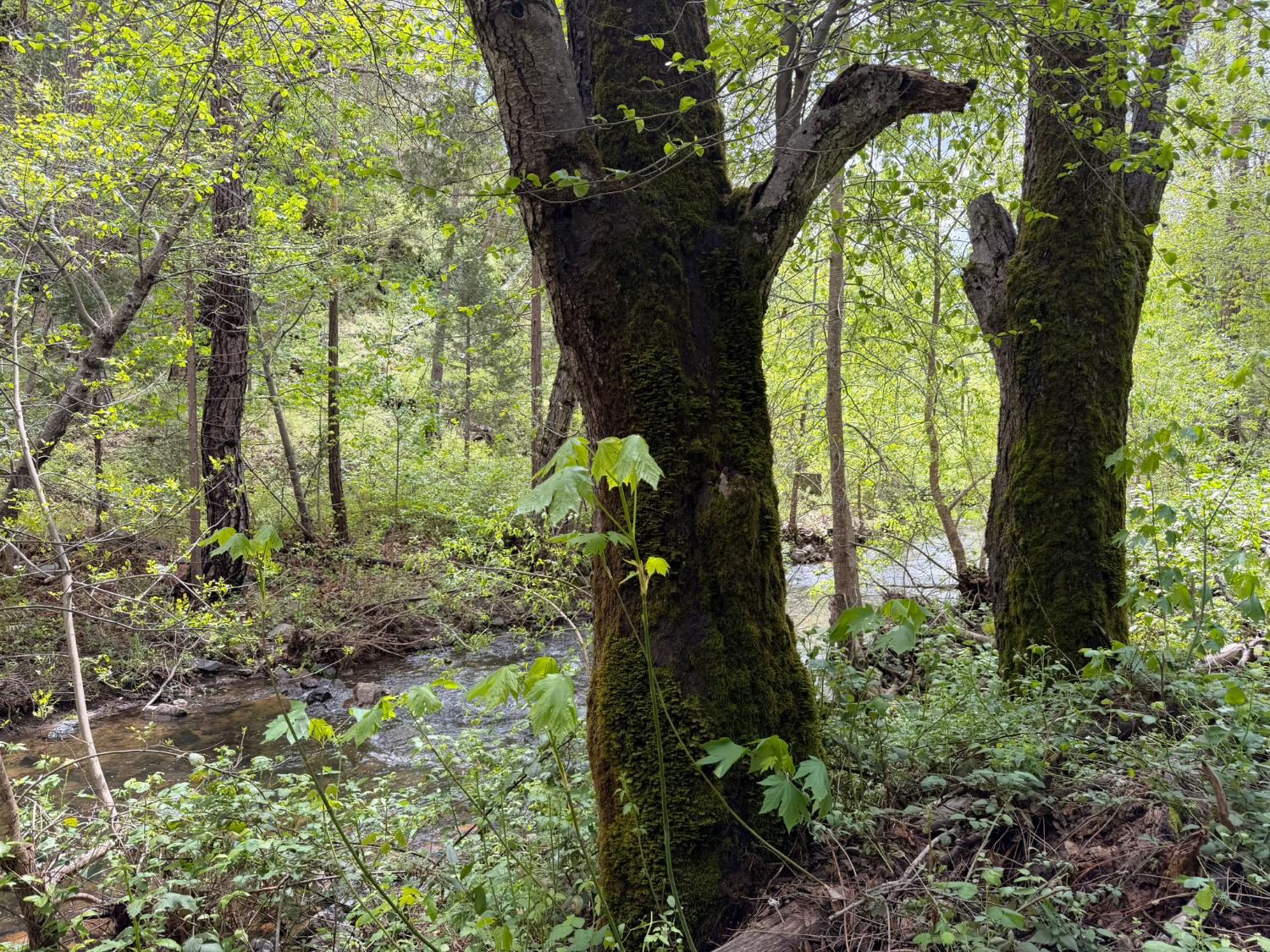 39 Anderson Valley Rd, Coulterville, CA 95311