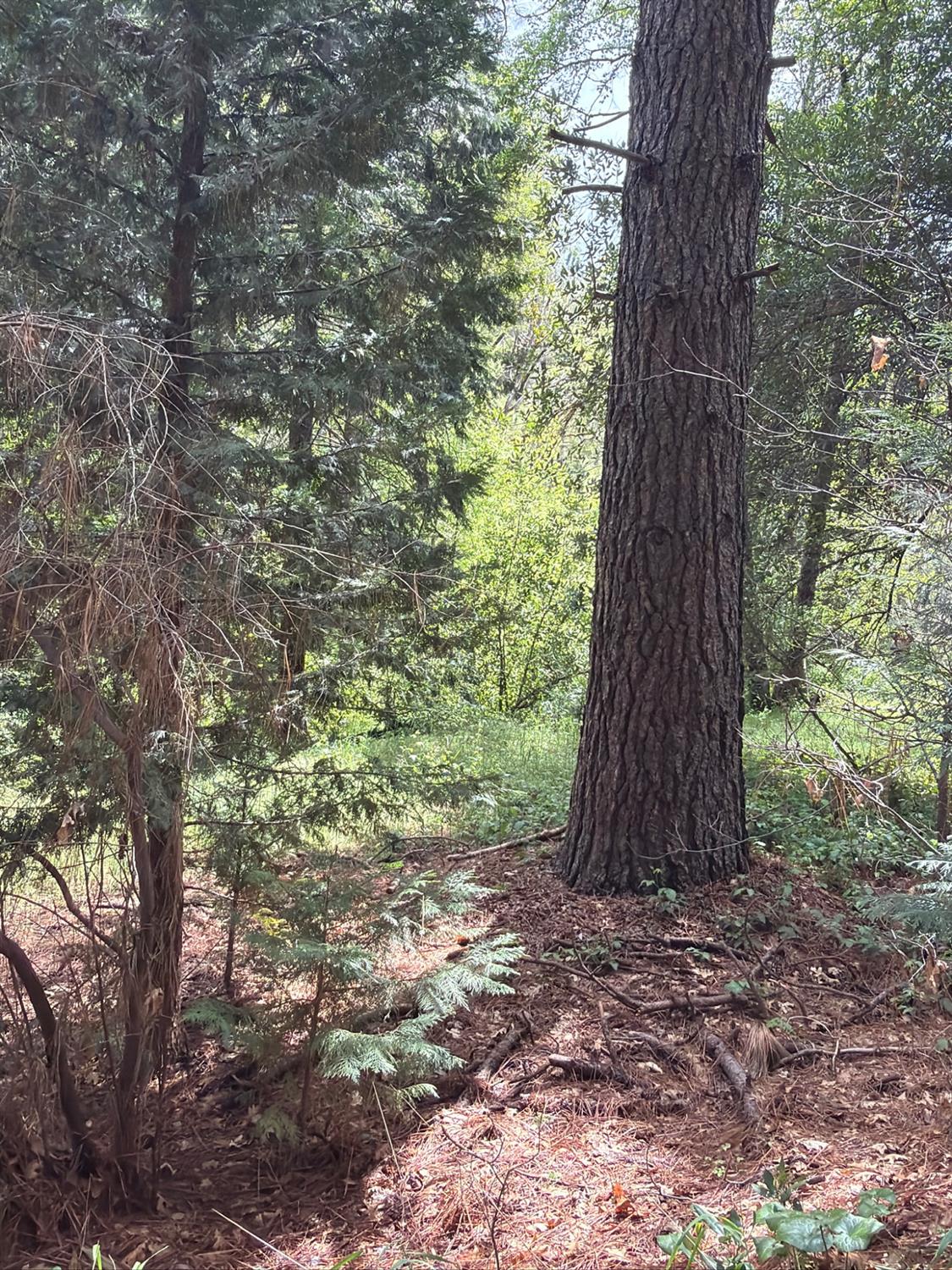 39 Anderson Valley Rd, Coulterville, CA 95311