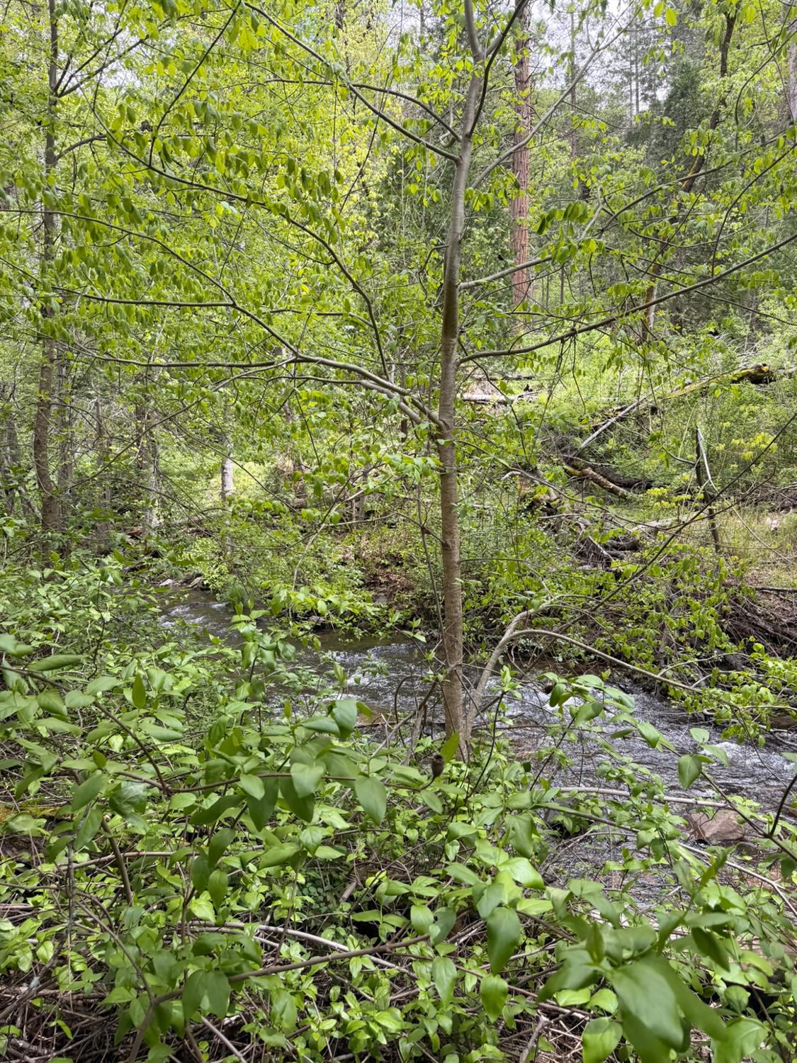 39 Anderson Valley Rd, Coulterville, CA 95311