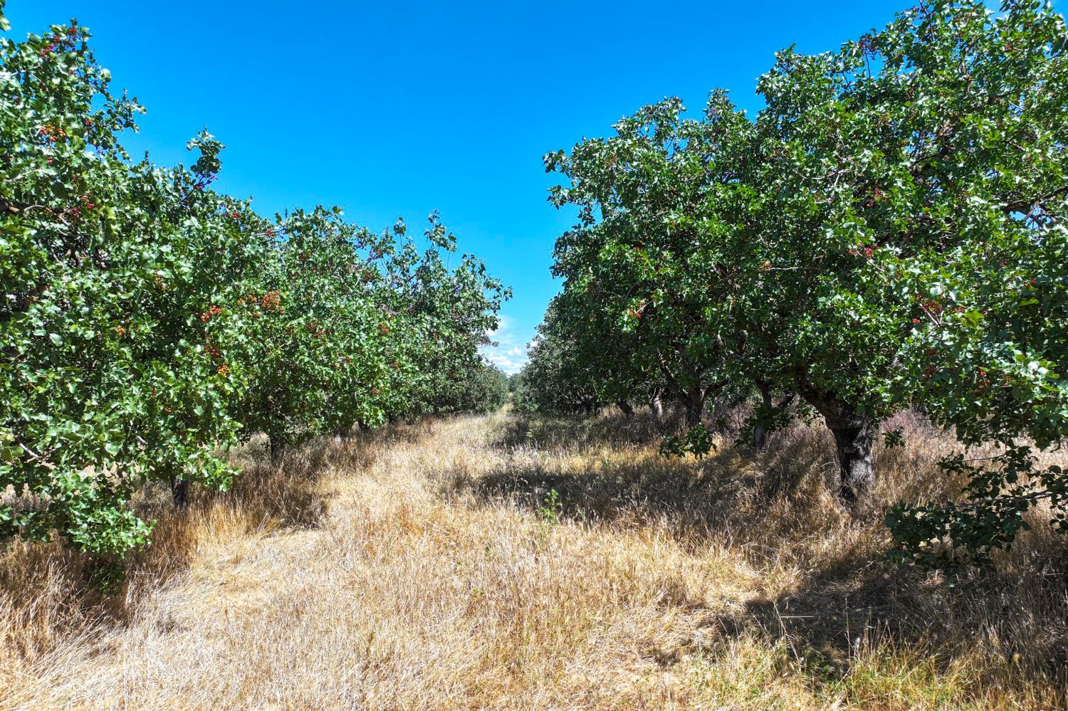 0 0 E. of Road 26, Madera, CA 93638