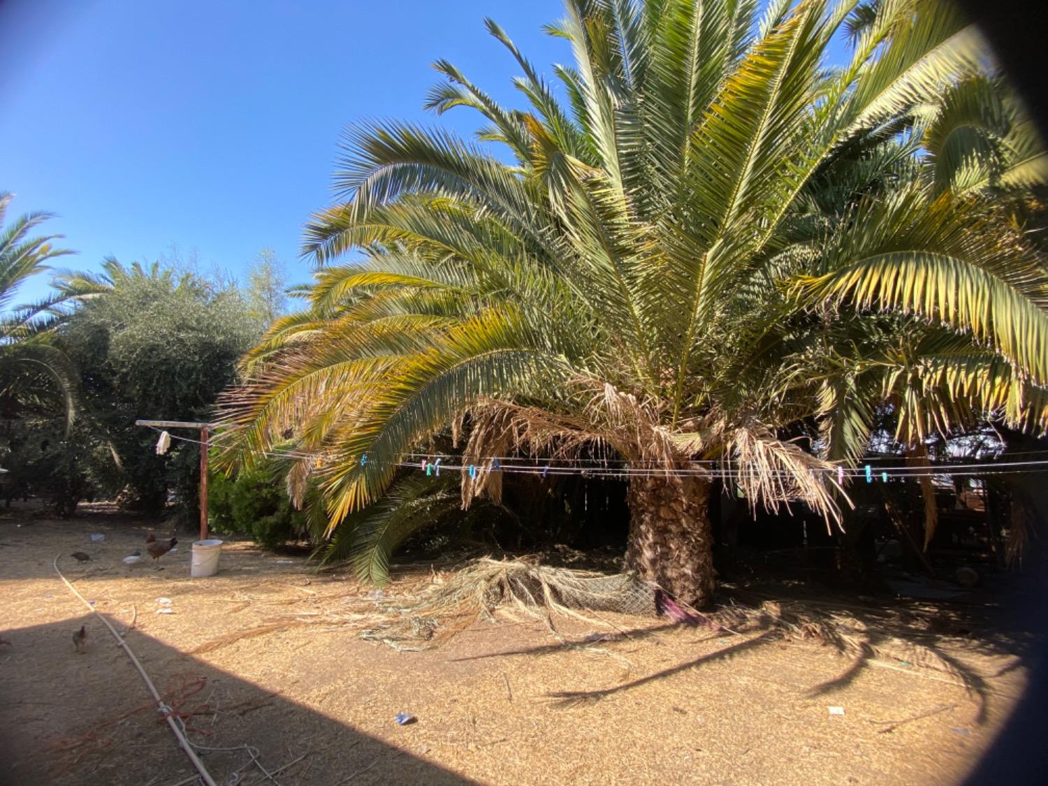 13200 Ave. 414, Orosi, CA 93647