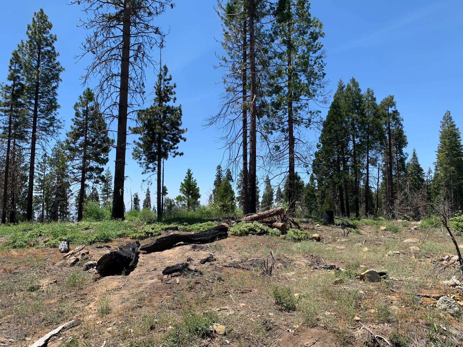 1 Shaver lake, Shaver Lake, CA 93602