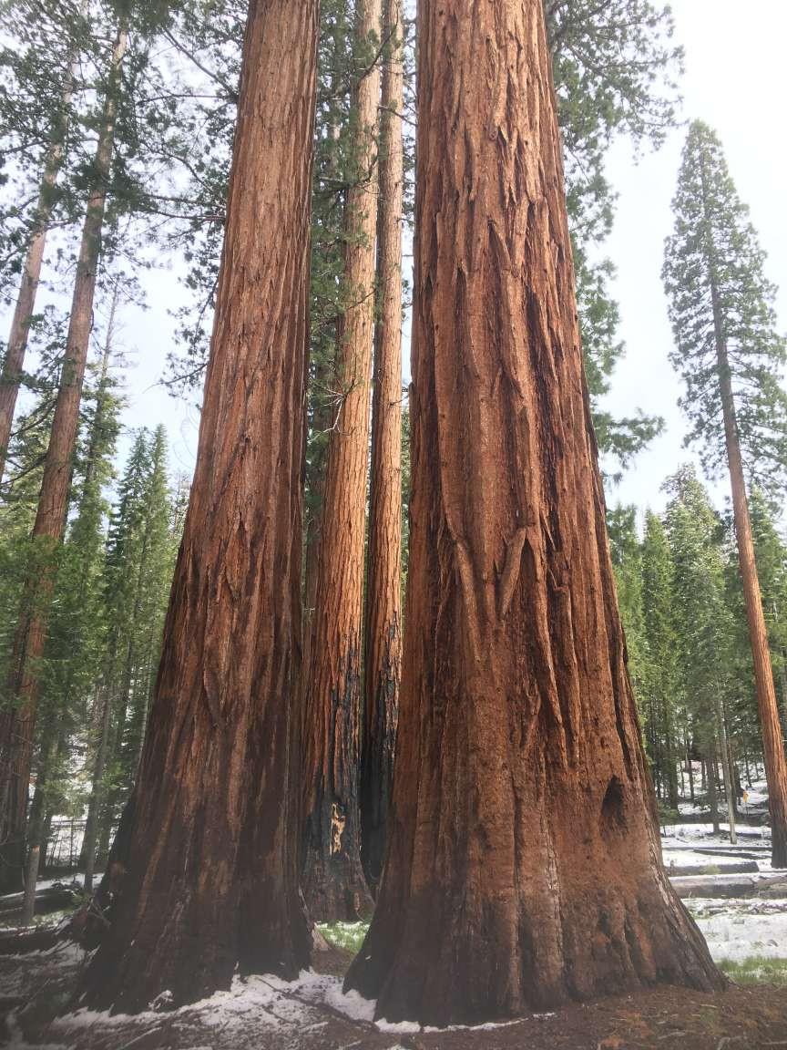 52854 Balsam Dr, Oakhurst, CA 93644