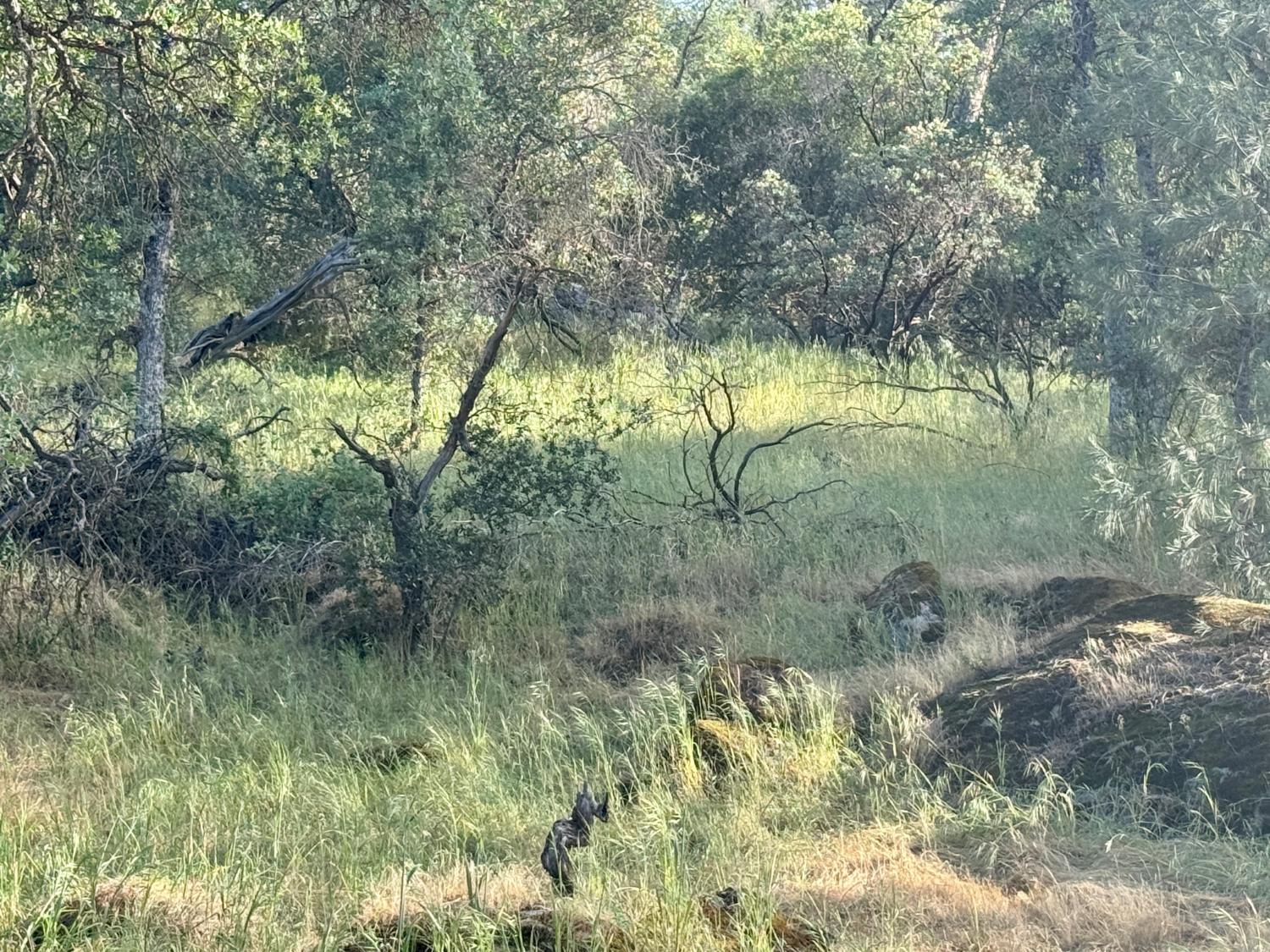 1 Road 400, Coarsegold, CA 93614