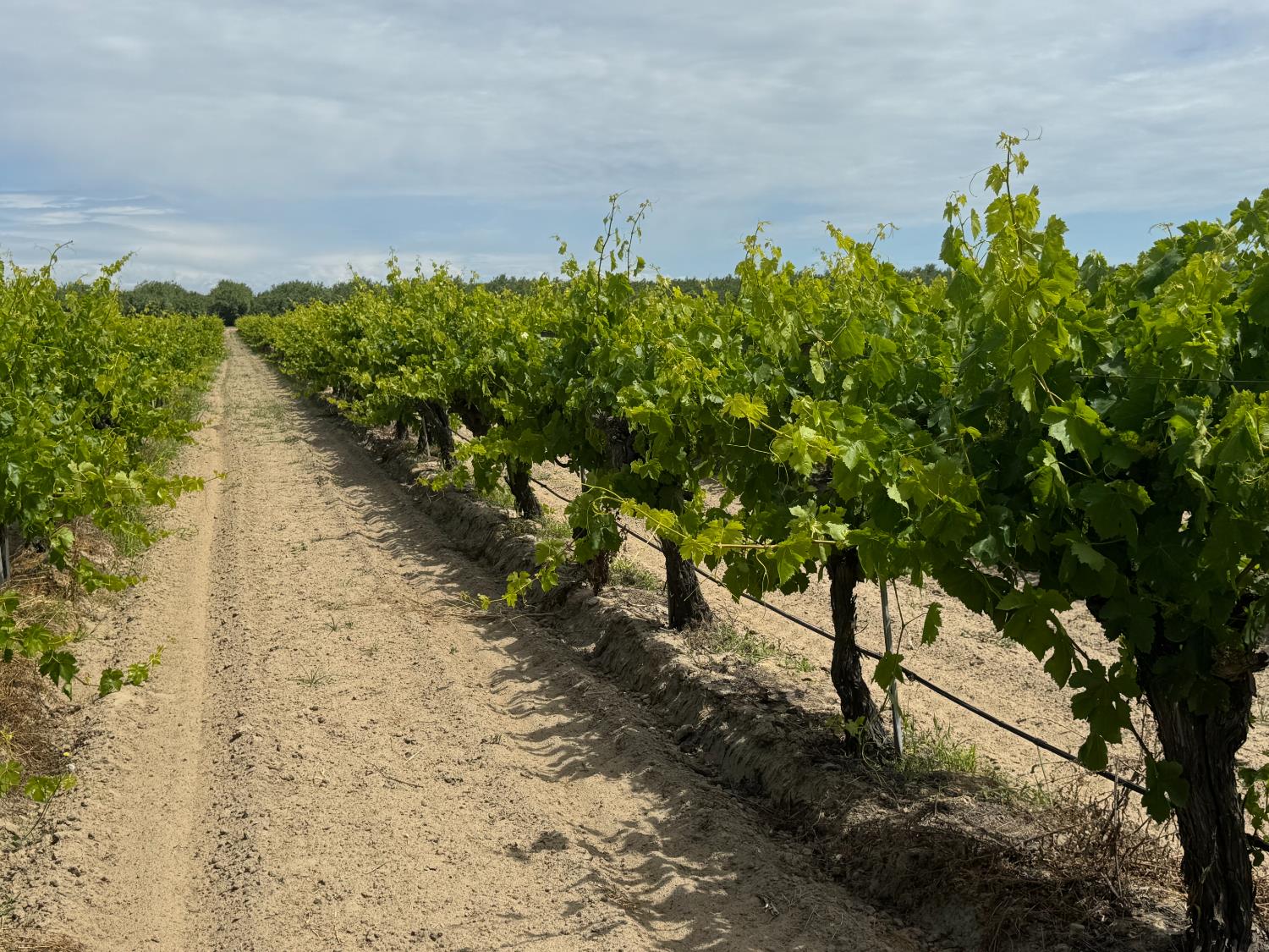 1091 W Caruthers Ave, Caruthers, CA 93609