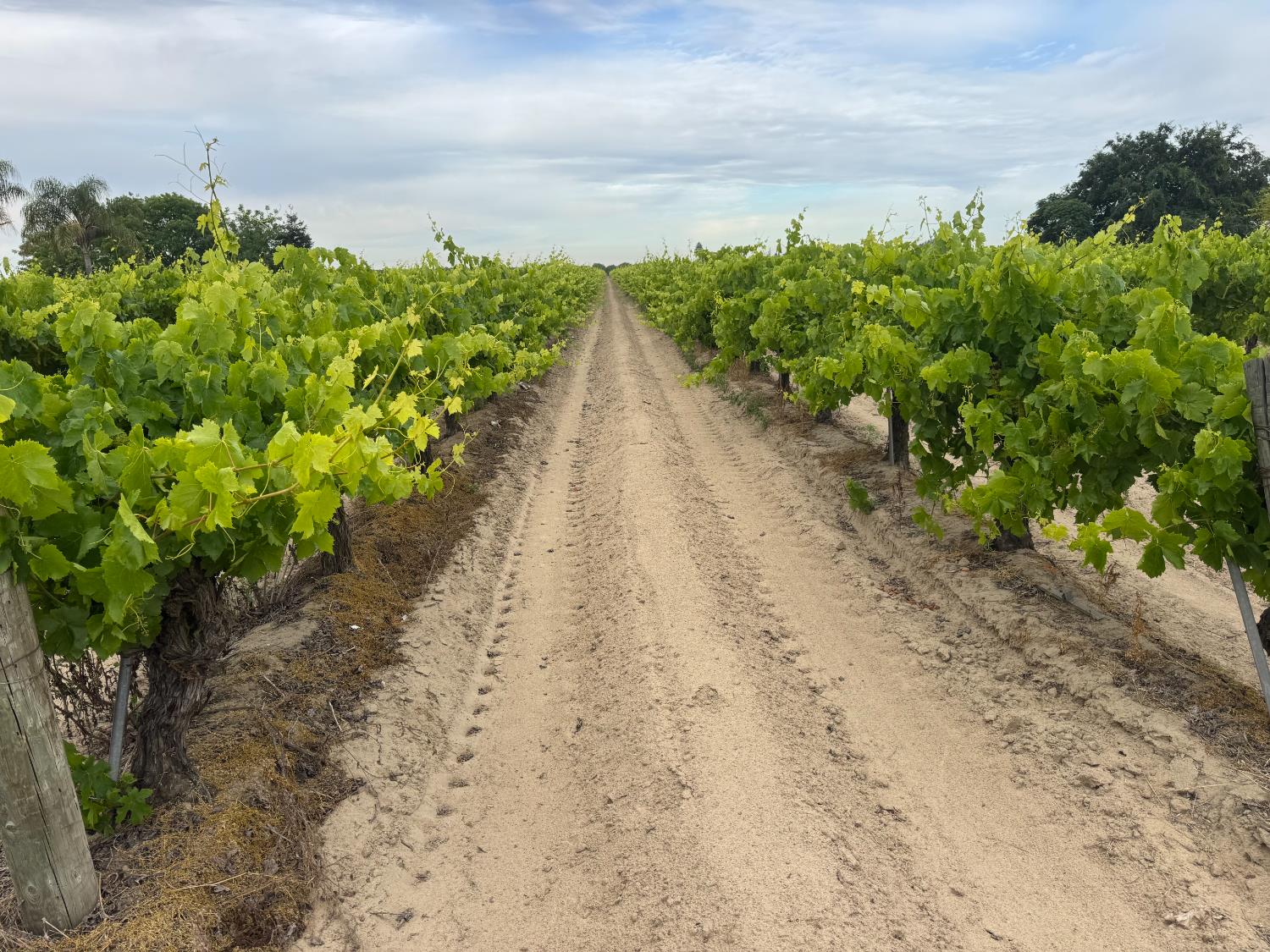 8138 S Kenneth Ave, Fowler, CA 92625