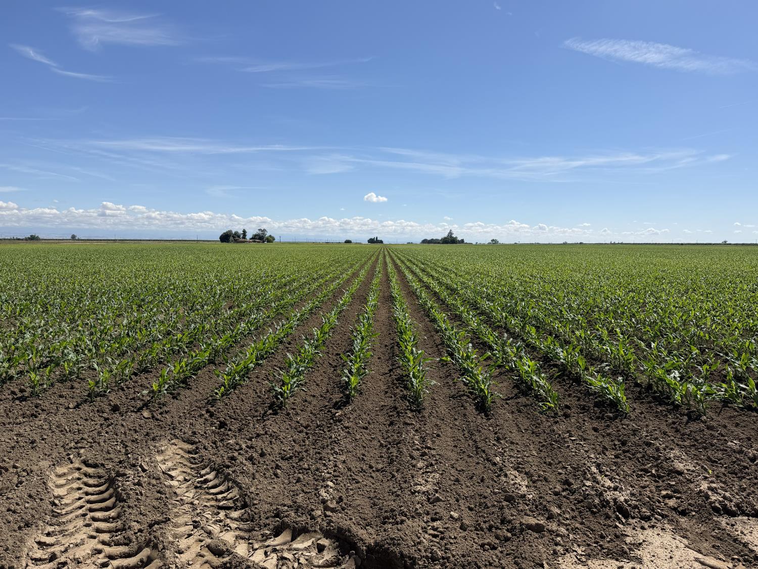 8841 Cross Road, Chowchilla, CA 93610