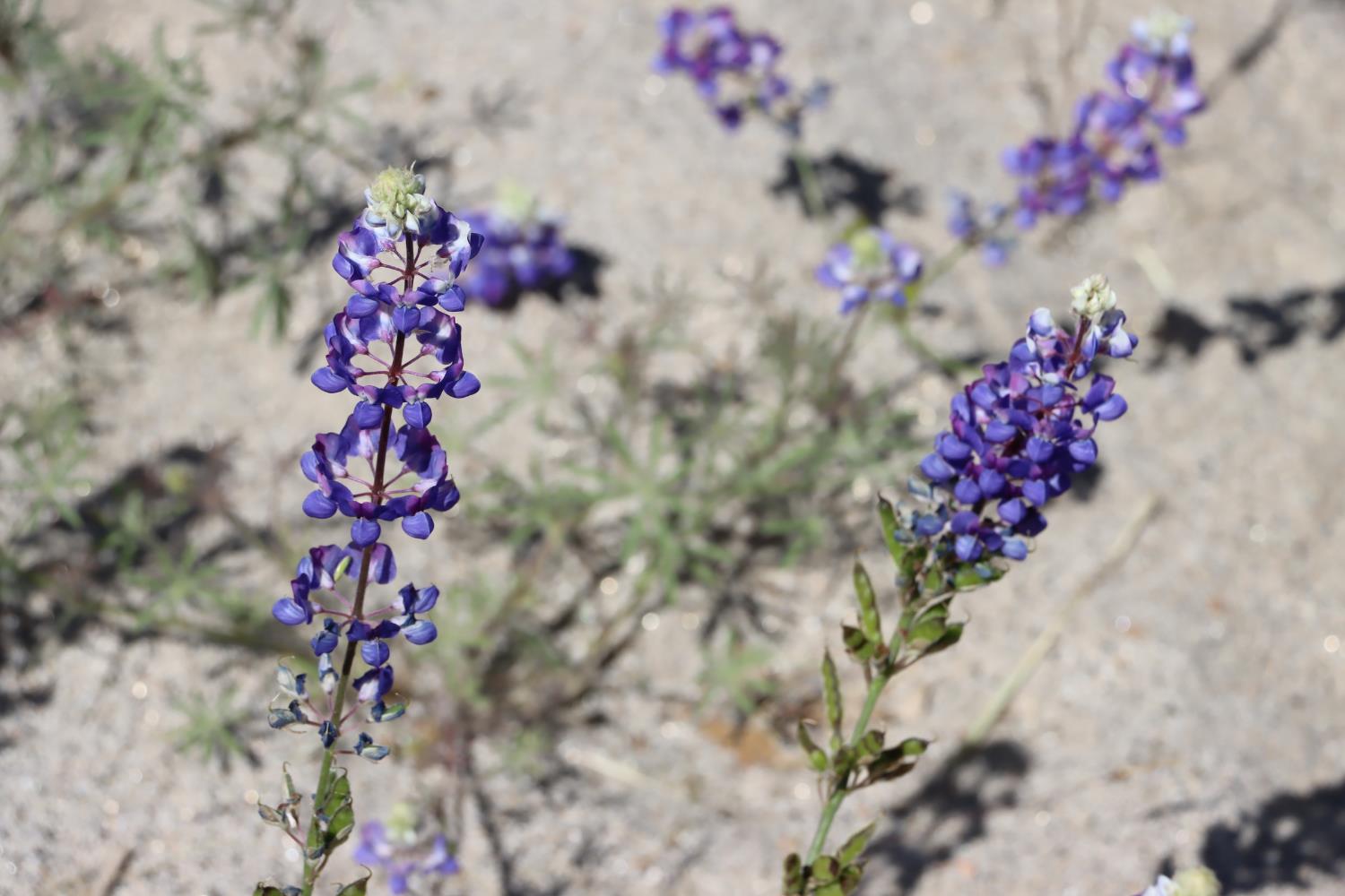 80 Polk Ranch Rd, Coarsegold, CA 93614