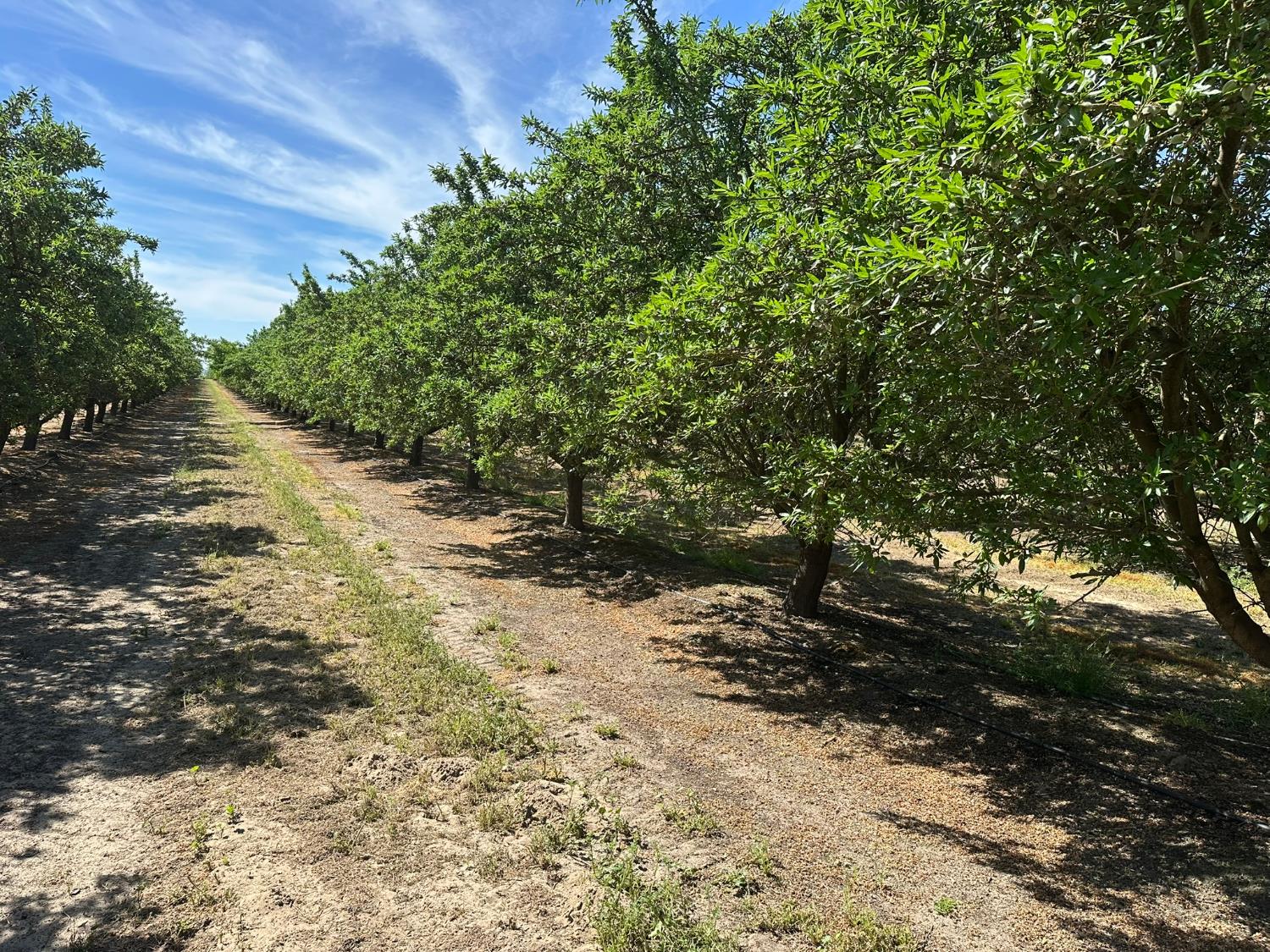 11841 S Hughes, Caruthers, CA 93609