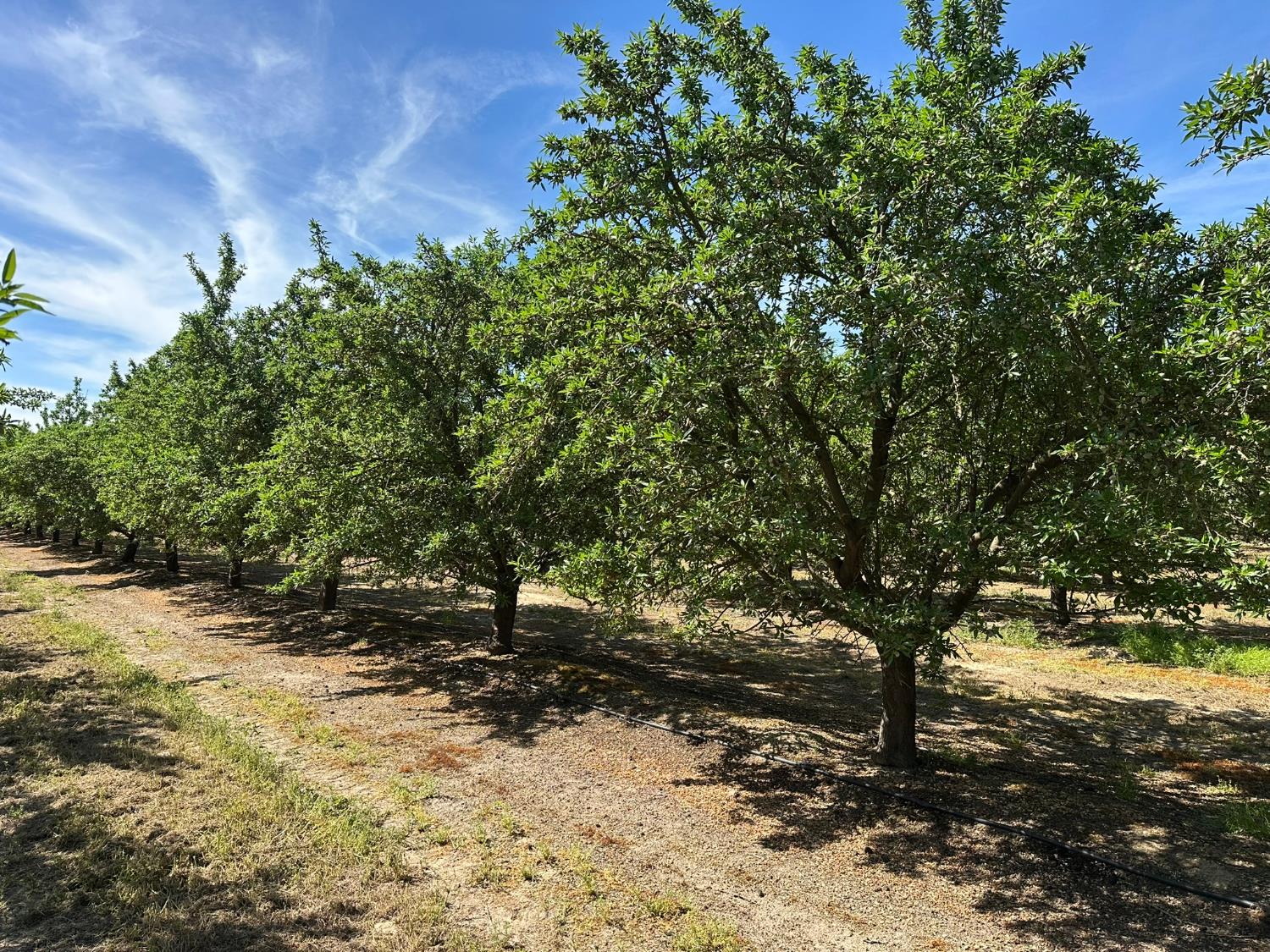 11841 S Hughes, Caruthers, CA 93609