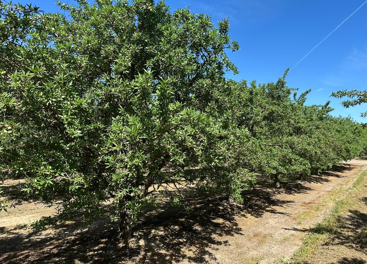 11841 S Hughes, Caruthers, CA 93609