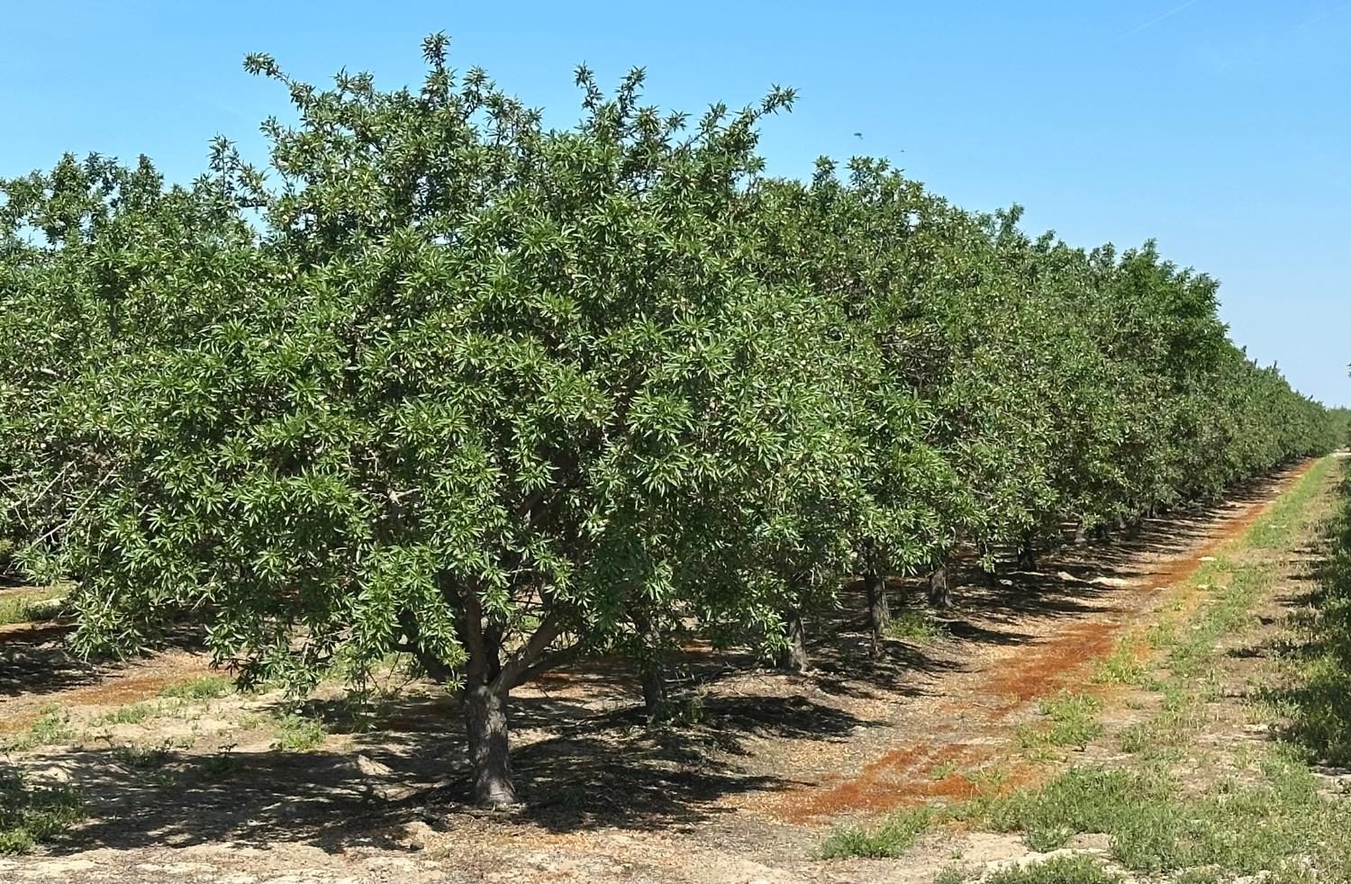 11841 S Hughes, Caruthers, CA 93609