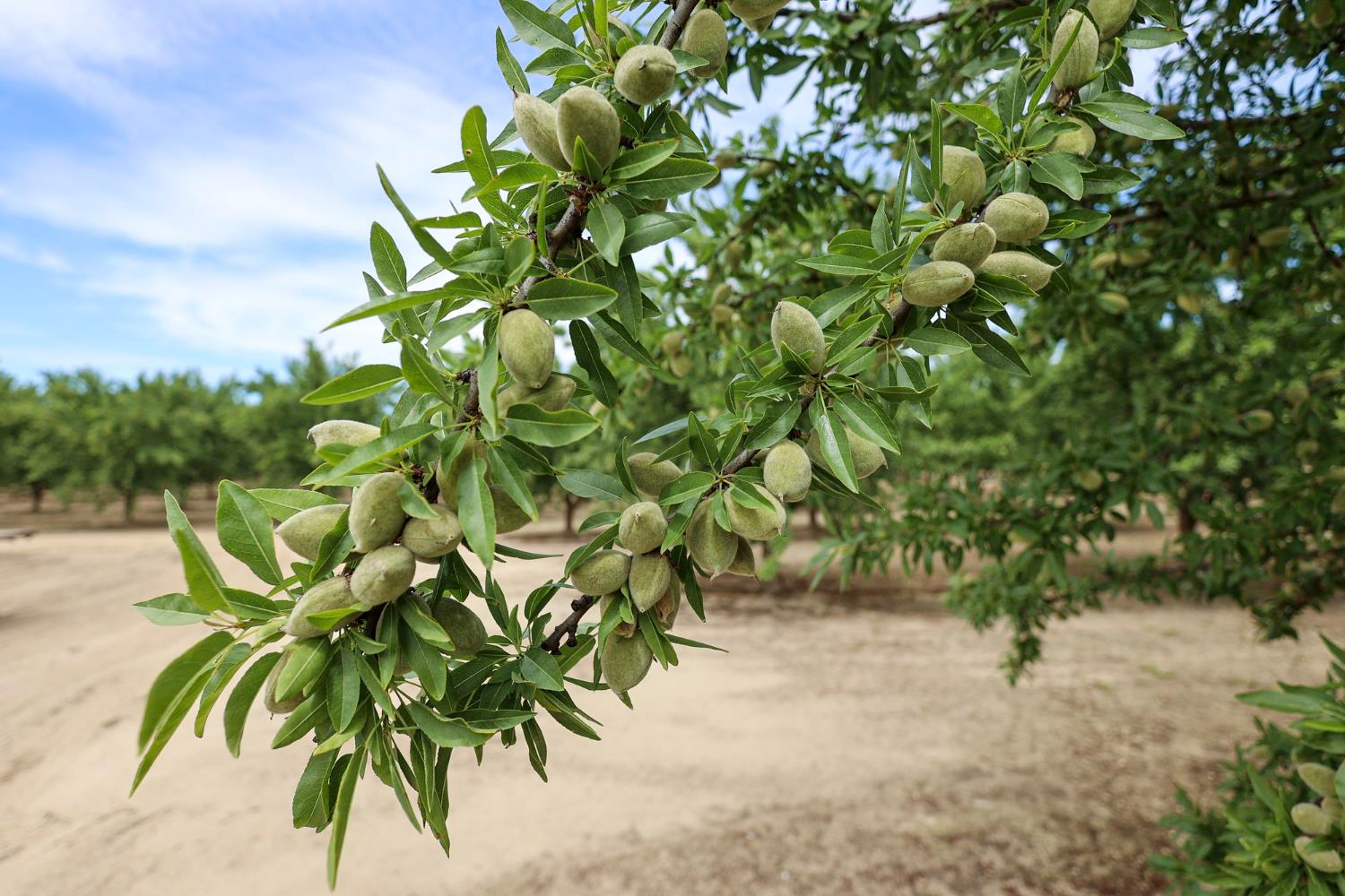 13910 E Mountain View Ave, Kingsburg, CA 93631