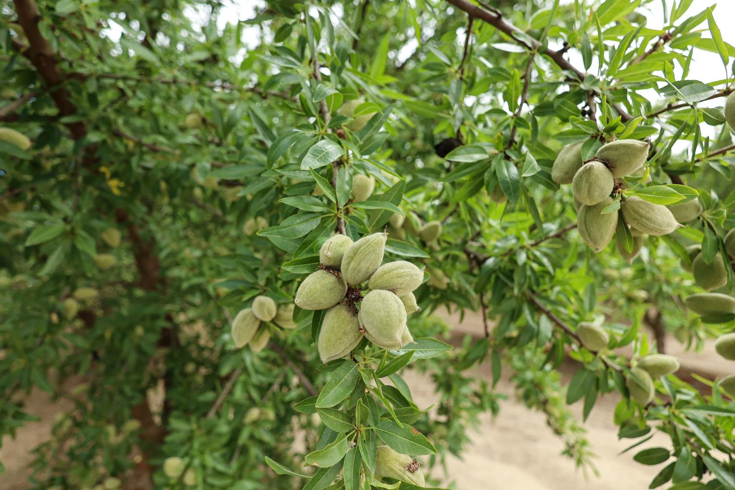 13910 E Mountain View Ave, Kingsburg, CA 93631