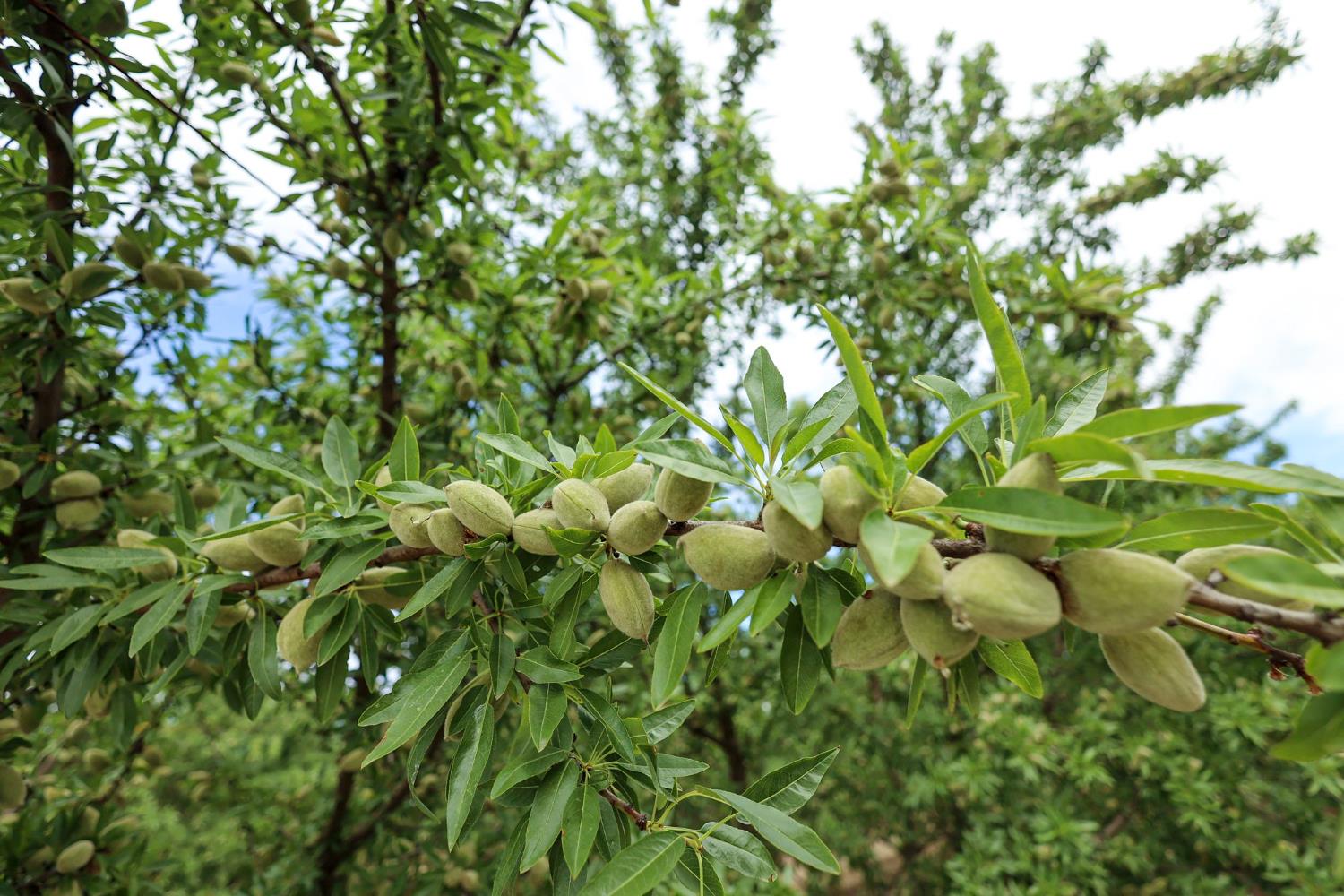 13910 E Mountain View Ave, Kingsburg, CA 93631