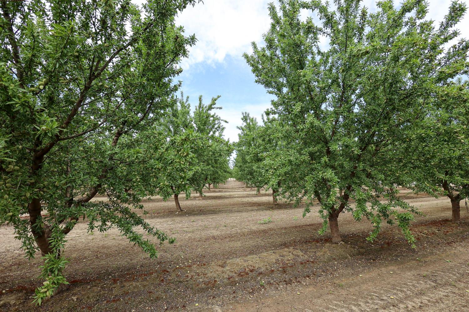 13910 E Mountain View Ave, Kingsburg, CA 93631