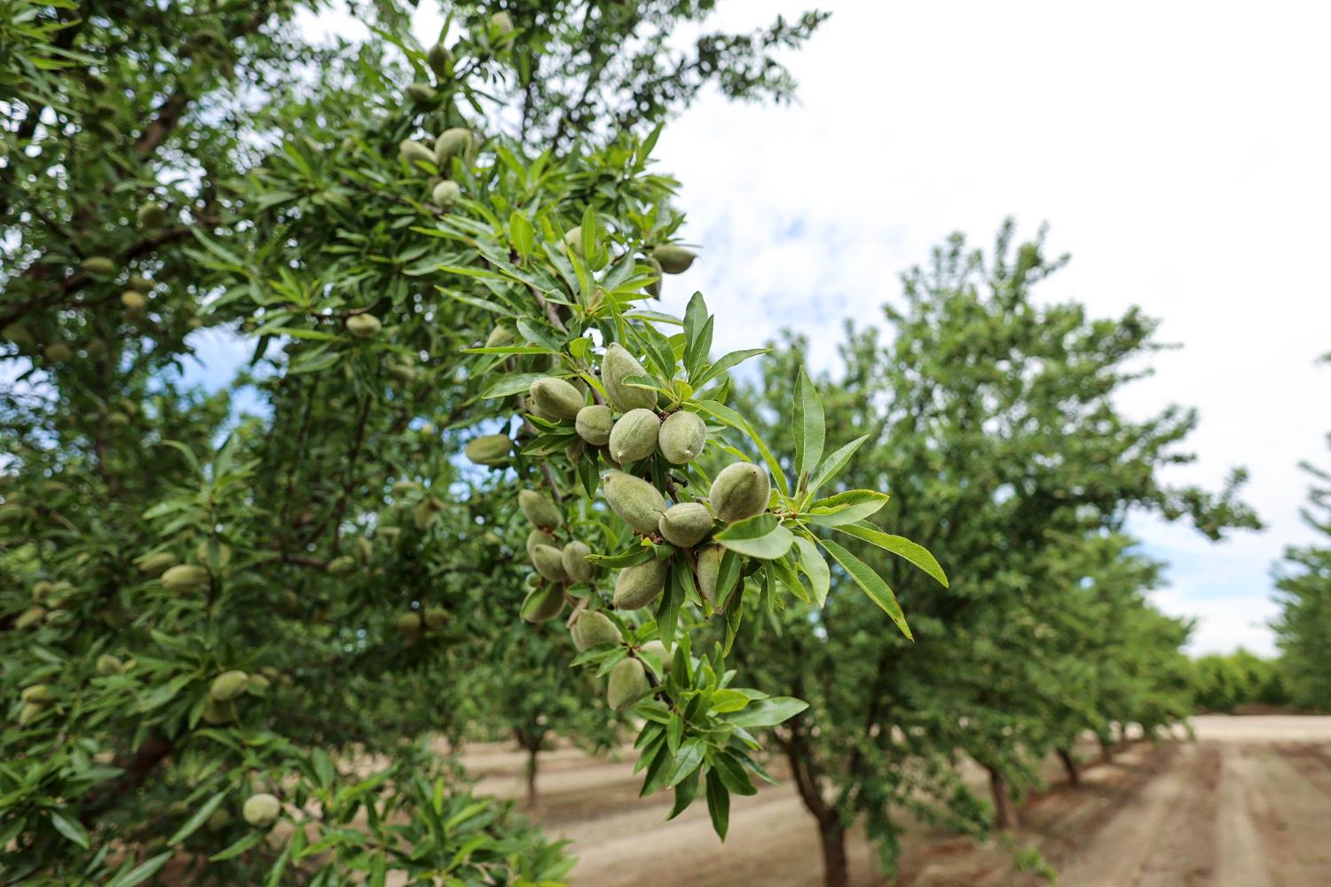 13910 E Mountain View Ave, Kingsburg, CA 93631