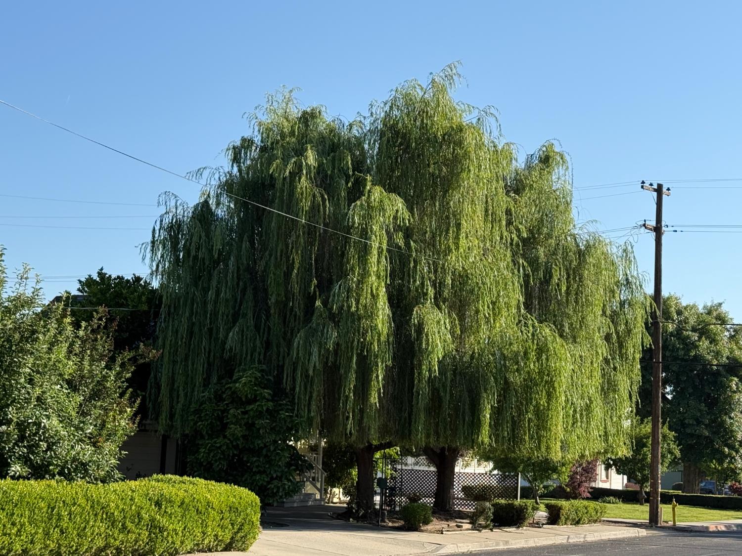 1300 Marion St, Kingsburg, CA 631