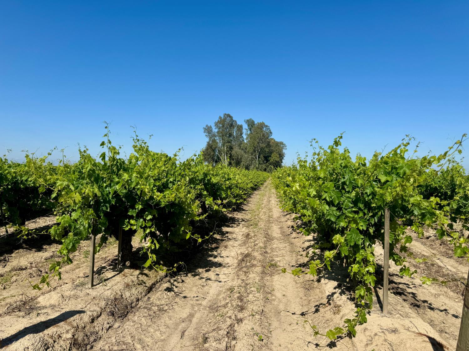 1 W Belmont Ave, Kerman, CA 93630