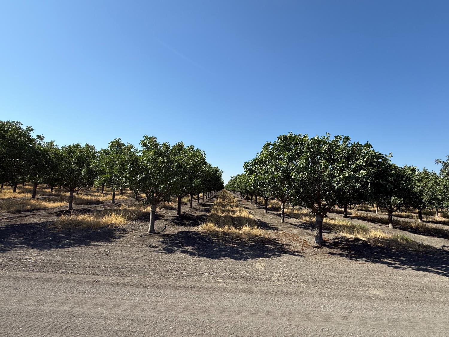 7000 Block W South Ave, Tranquillity, CA 93668