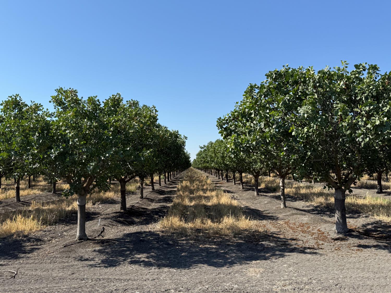 7000 Block W South Ave, Tranquillity, CA 93668