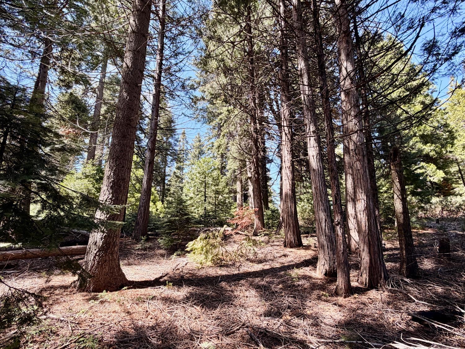 7631 Forest Dr, Fish Camp, CA 93623
