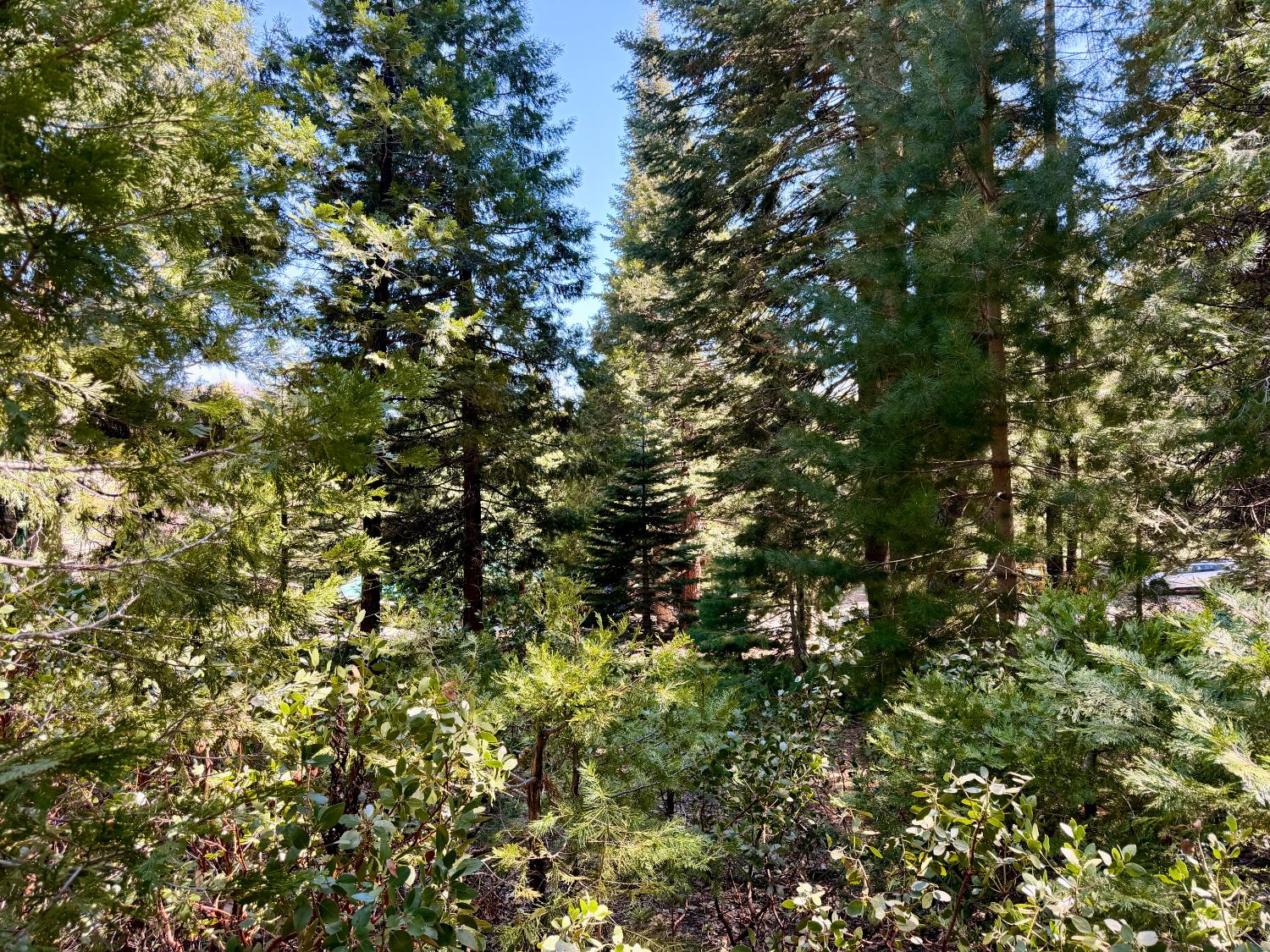 7631 Forest Dr, Fish Camp, CA 93623