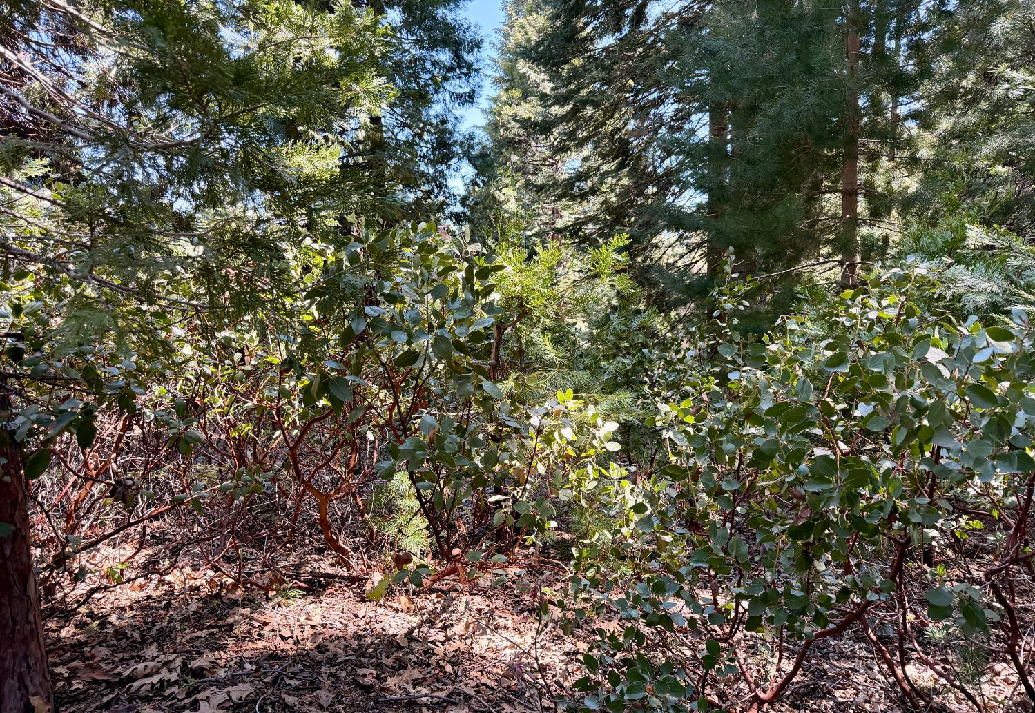 7631 Forest Dr, Fish Camp, CA 93623
