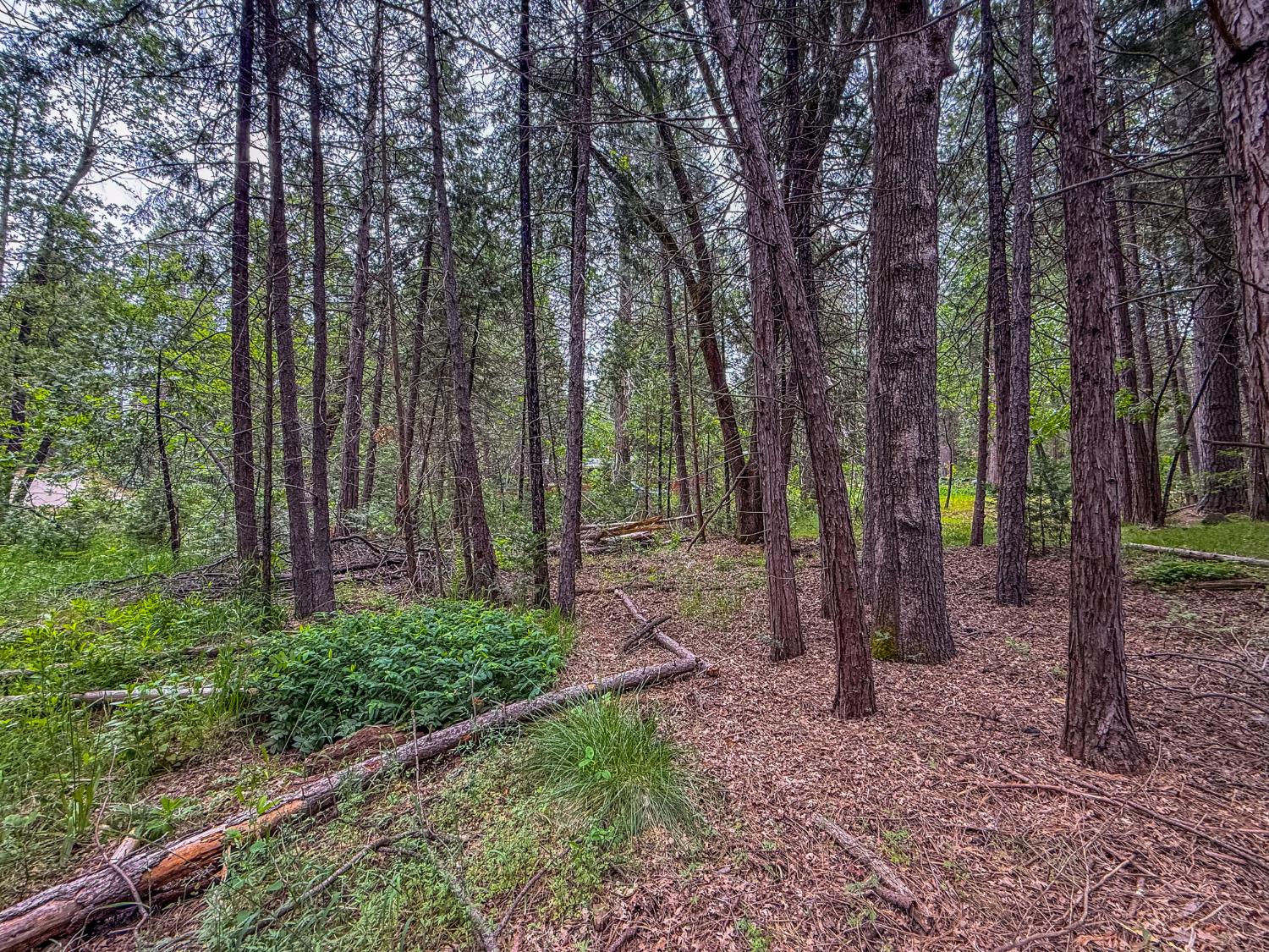 7083 Hites Cove Rd, Mariposa, CA 95338