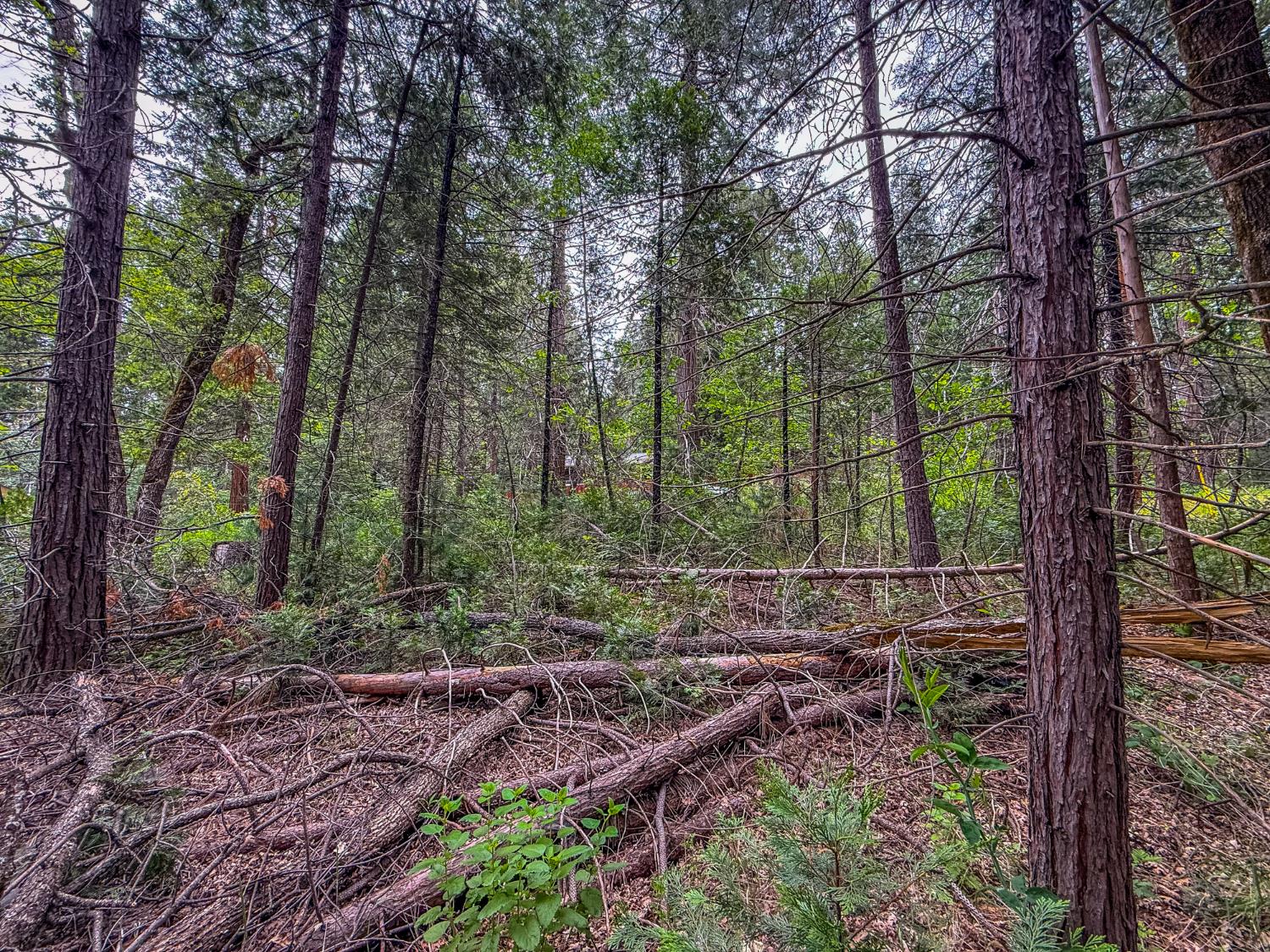 7083 Hites Cove Rd, Mariposa, CA 95338