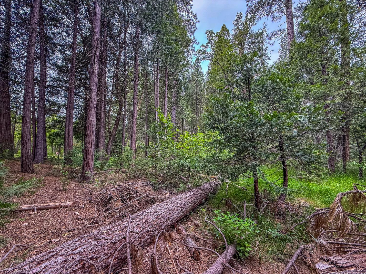 7083 Hites Cove Rd, Mariposa, CA 95338