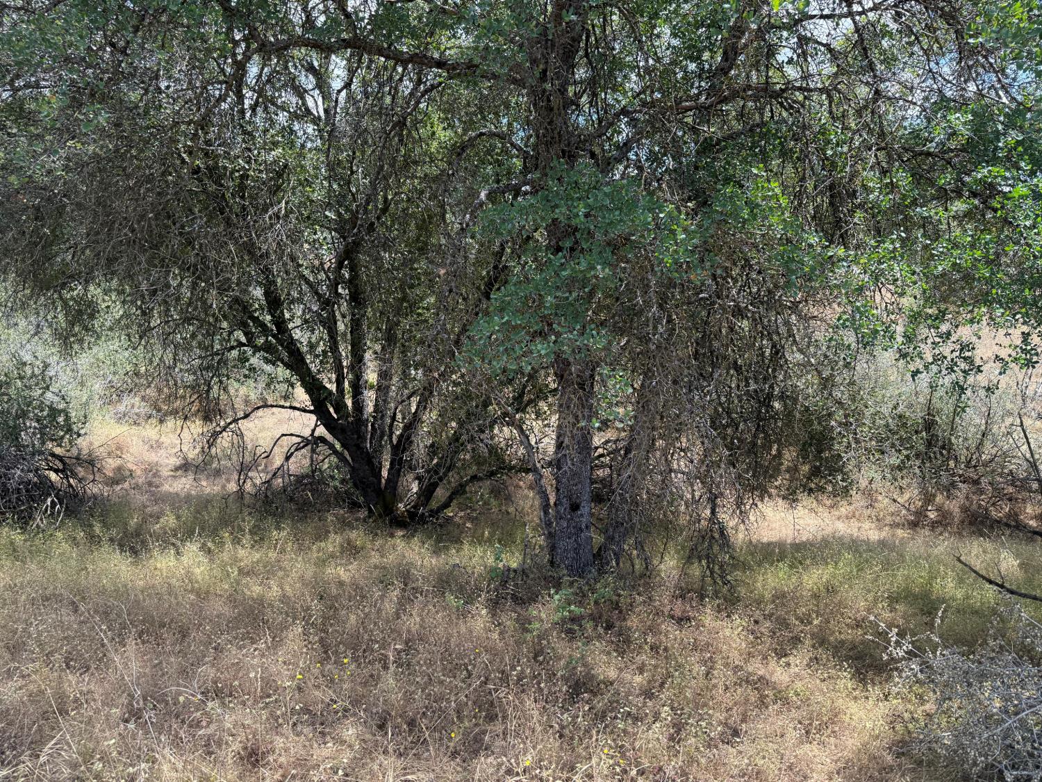 3295 Wildcat Rd, Mariposa, CA 95338