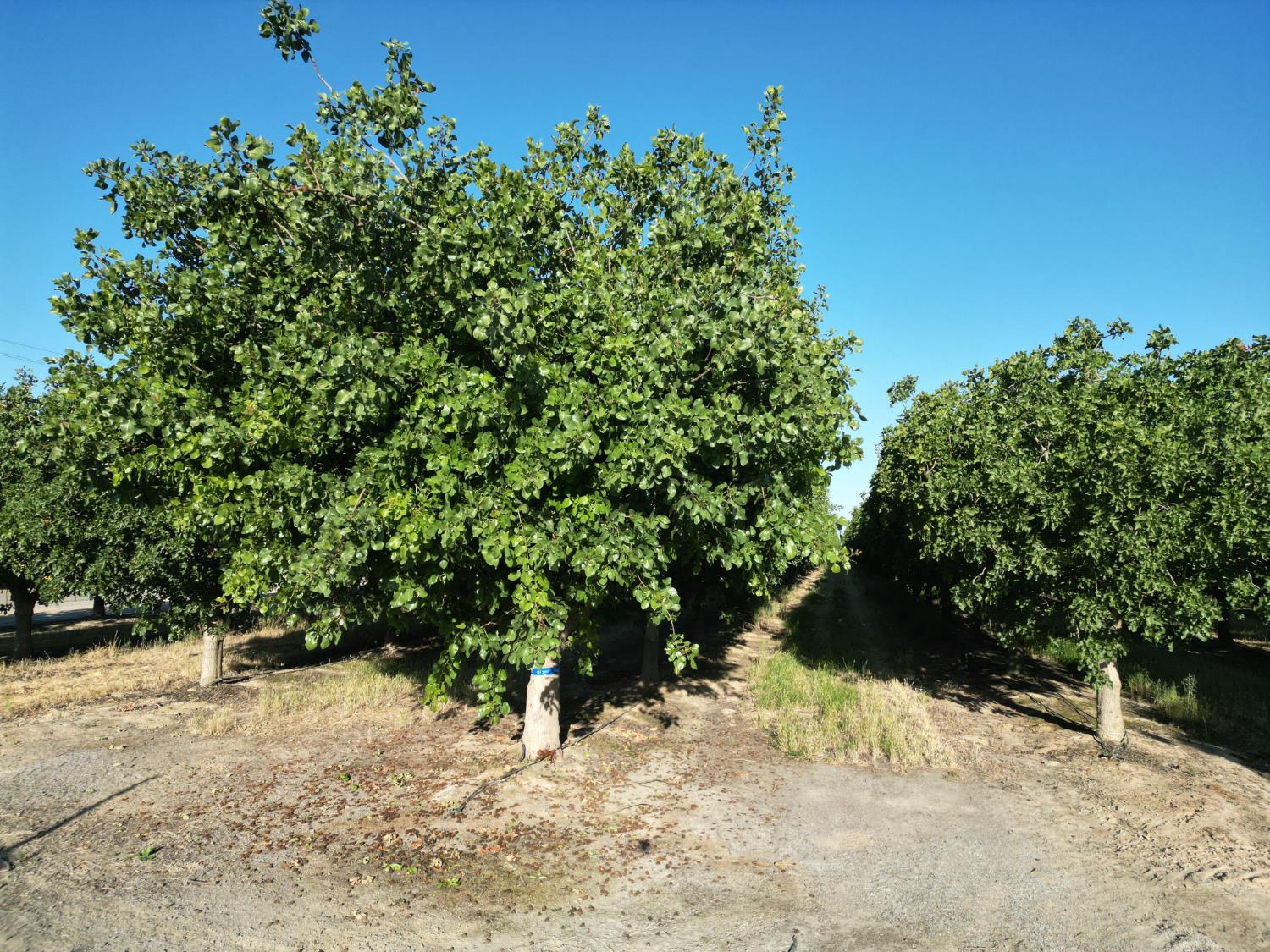 0 00 Avenue 16, Delano, CA 93215