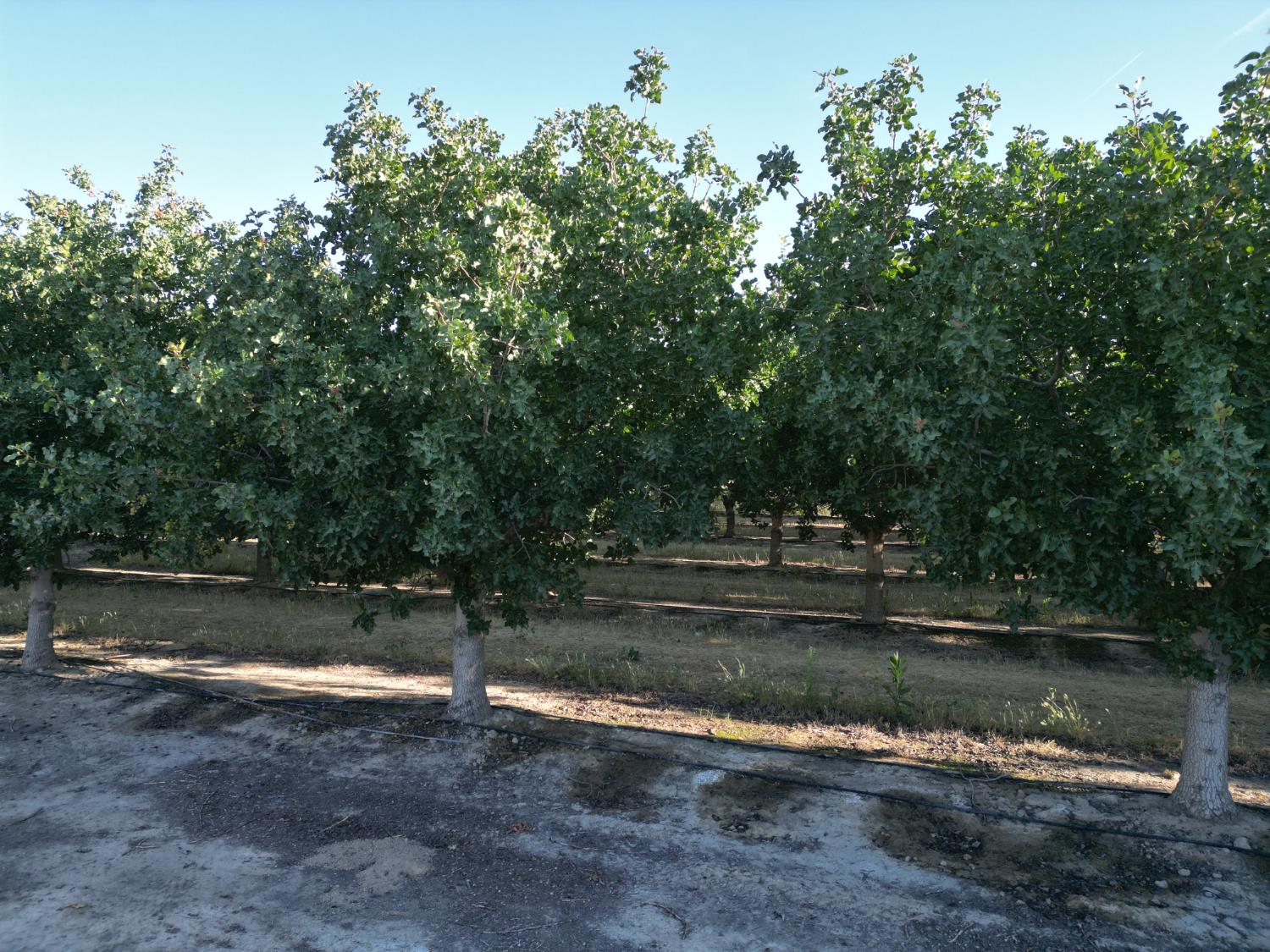 0 00 Avenue 16, Delano, CA 93215
