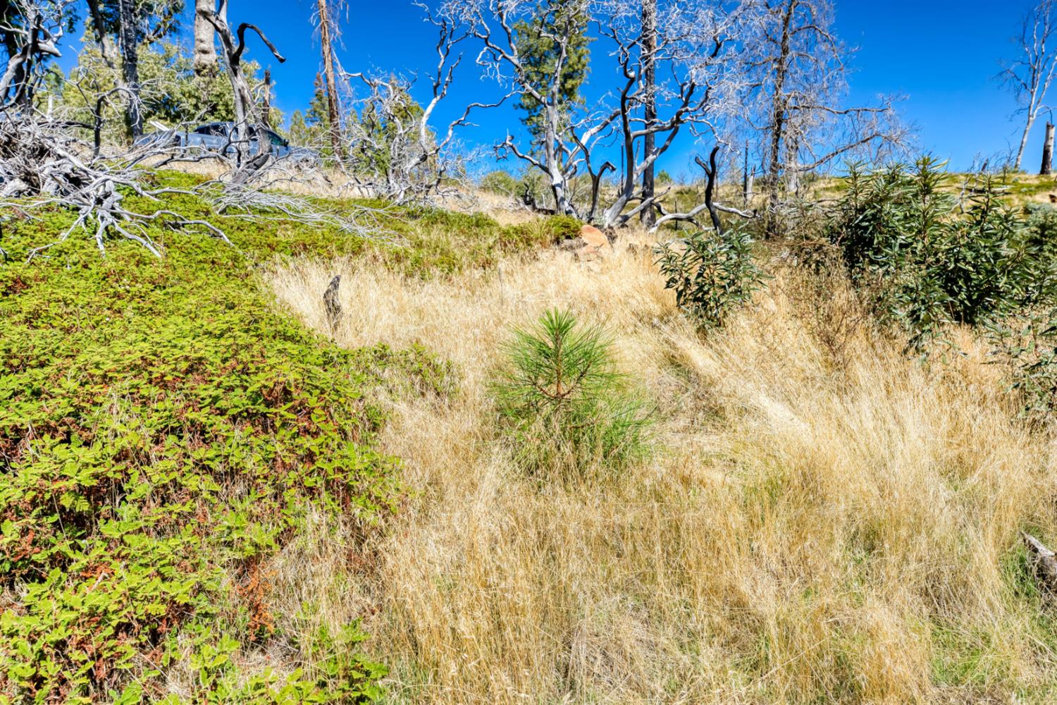 11111 Lower Cressman Rd, Shaver Lake, CA 93664