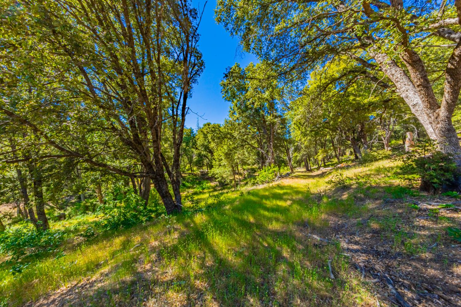 5 AC 3 Springs Rd, Oakhurst, CA 93644