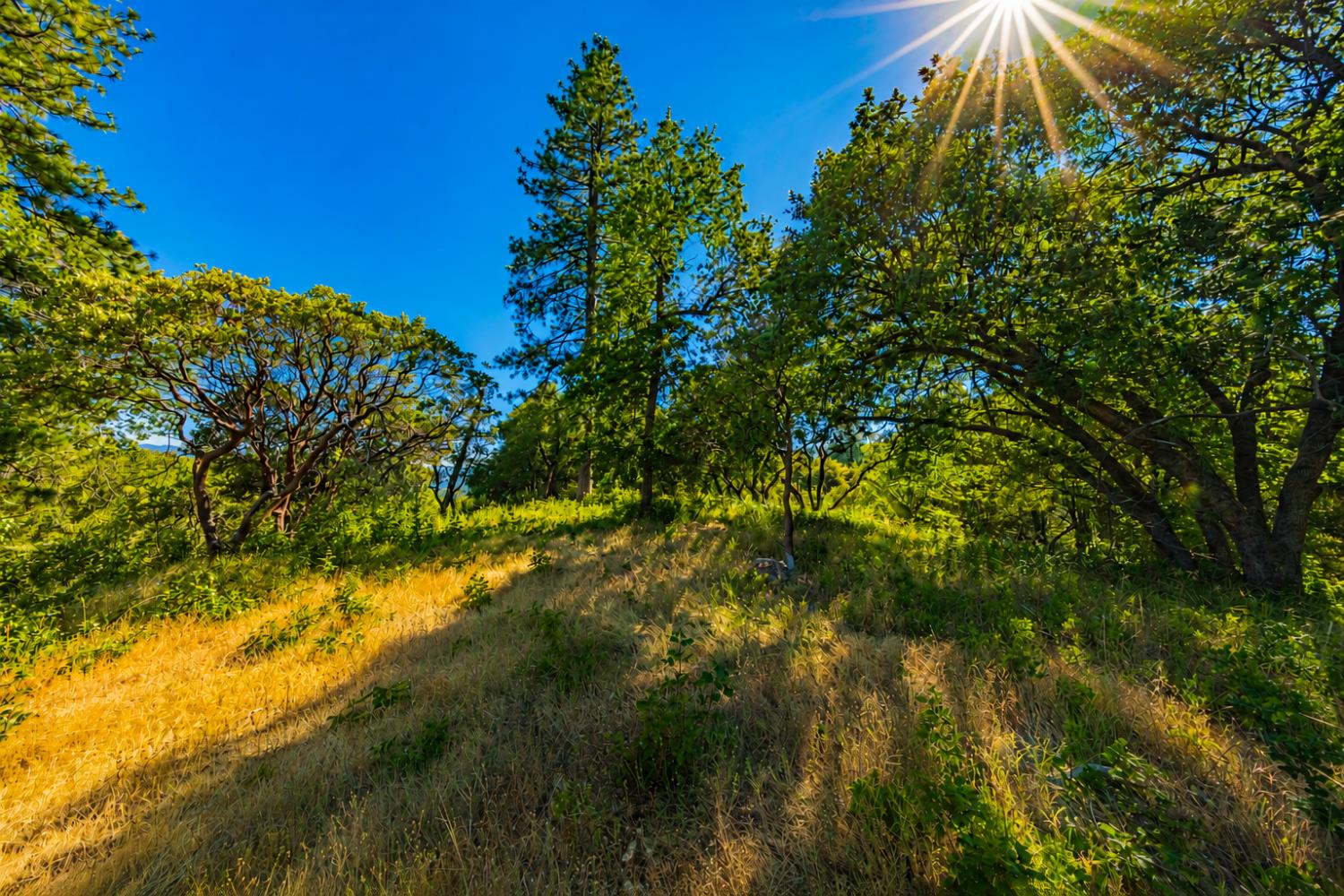 5 AC 3 Springs Rd, Oakhurst, CA 93644