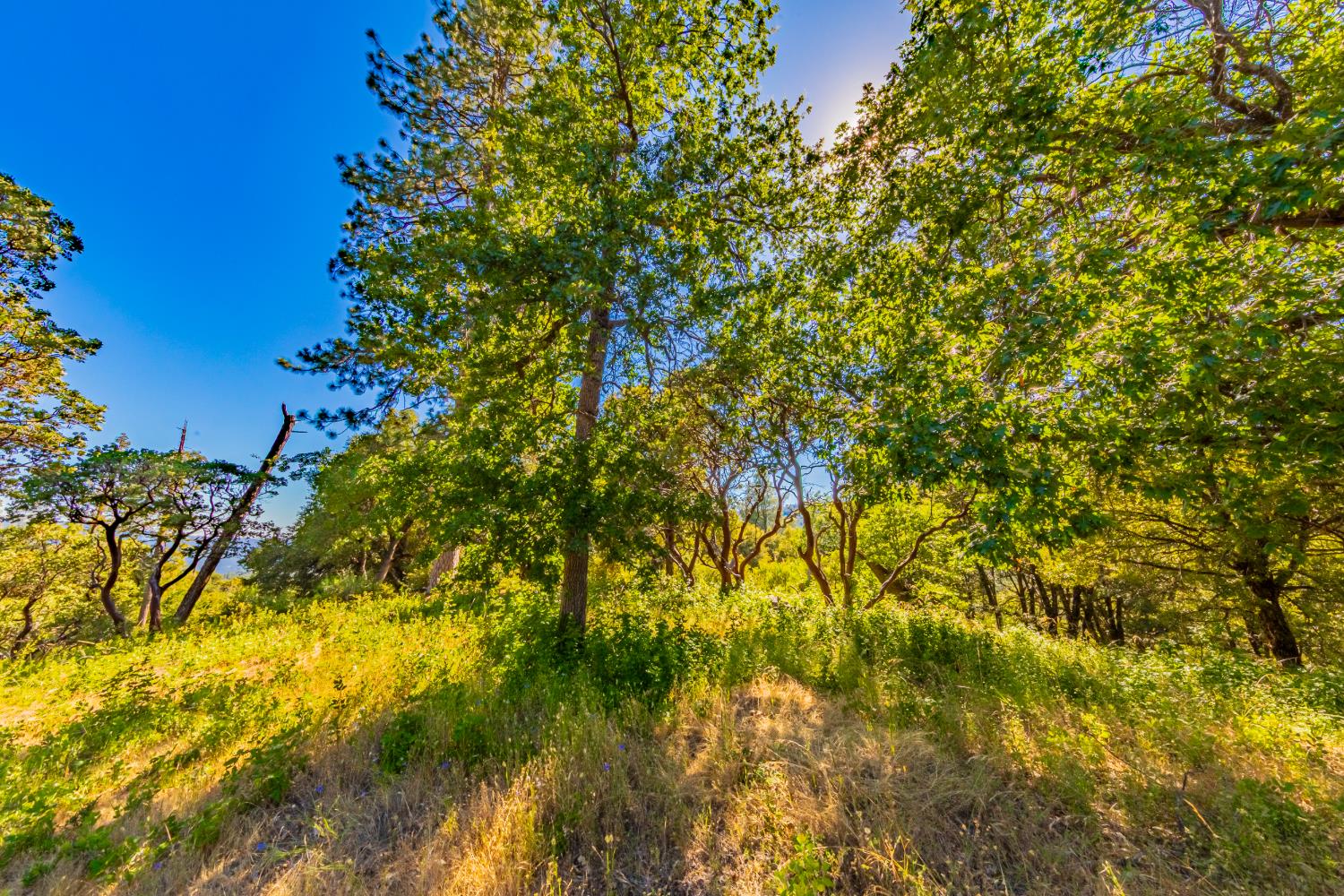 5 AC 3 Springs Rd, Oakhurst, CA 93644
