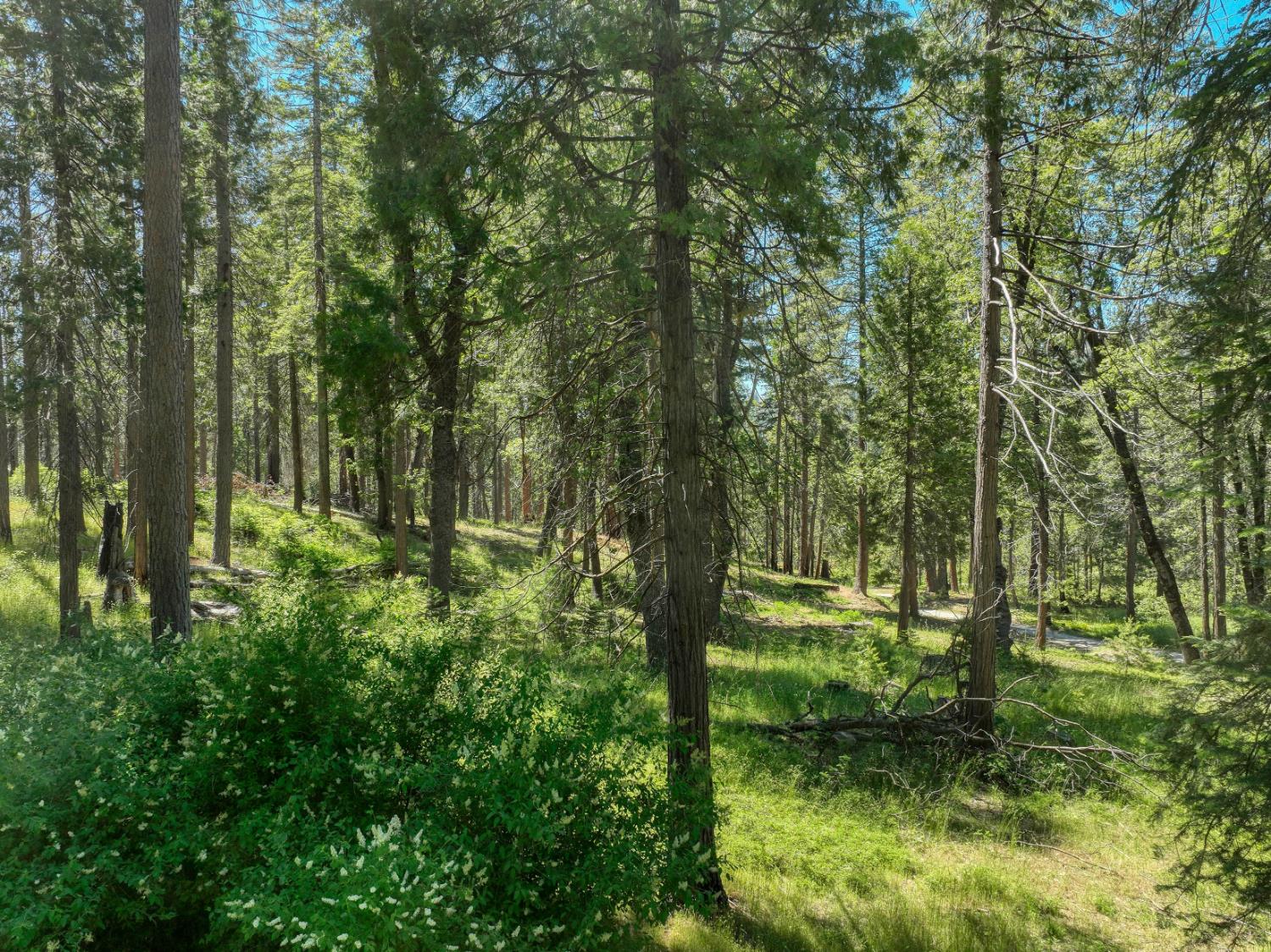 12345 Lower Cressman Rd #CA, Shaver Lake, CA 93664