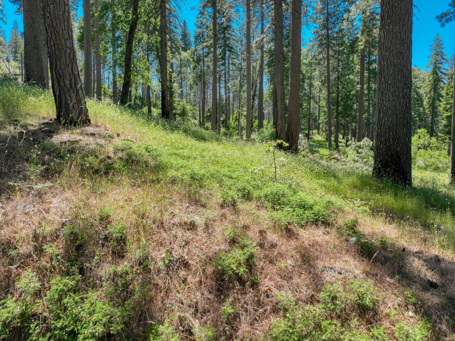 12345 Lower Cressman Rd #CA, Shaver Lake, CA 93664
