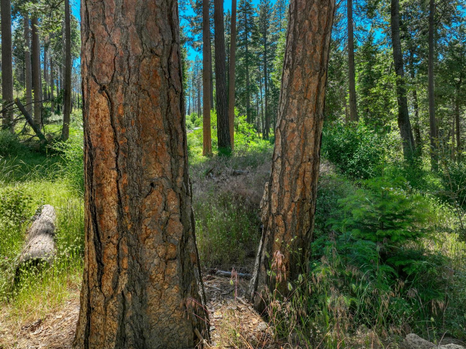 12345 Lower Cressman Rd #CA, Shaver Lake, CA 93664