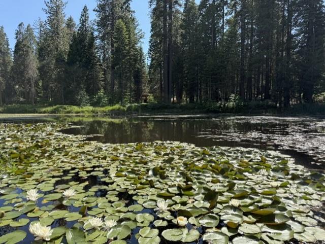 39112 Littlefield Road, Shaver Lake, CA 93664