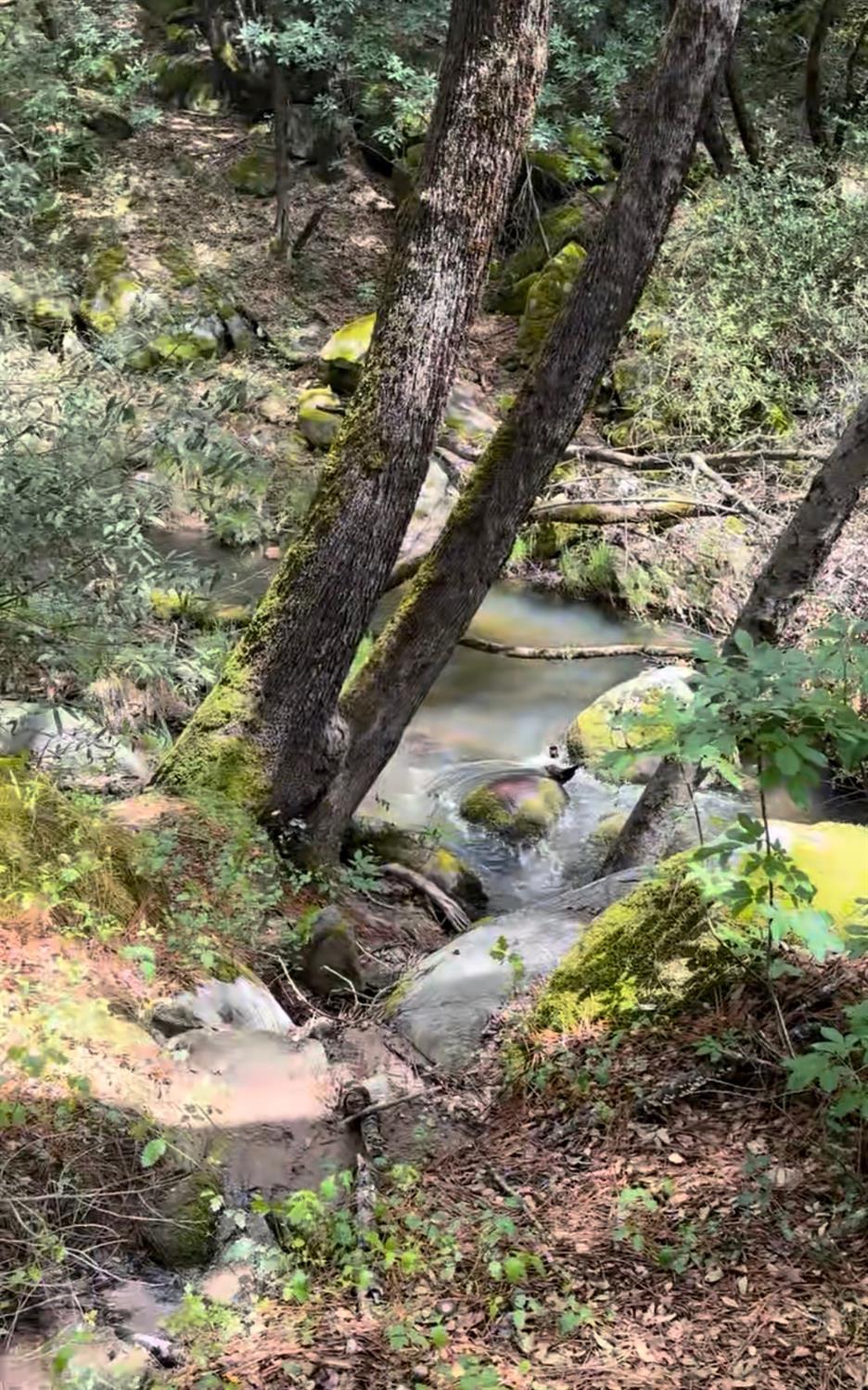 43929 Badger Hollow Trl, Oakhurst, CA 93644