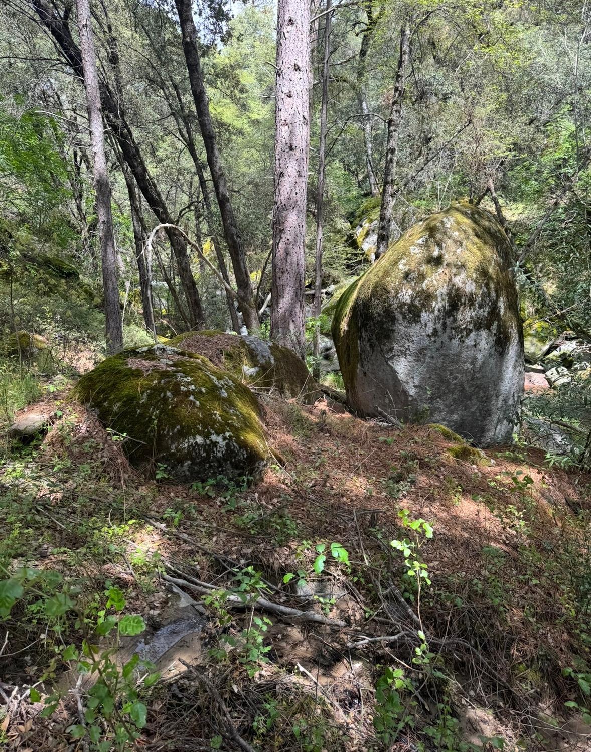 43929 Badger Hollow Trl, Oakhurst, CA 93644