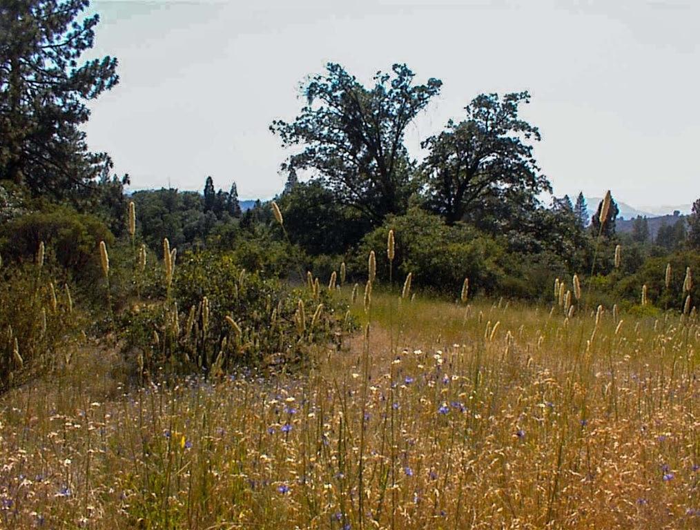 53333 Hwy 245, Pinehurst, CA 93641